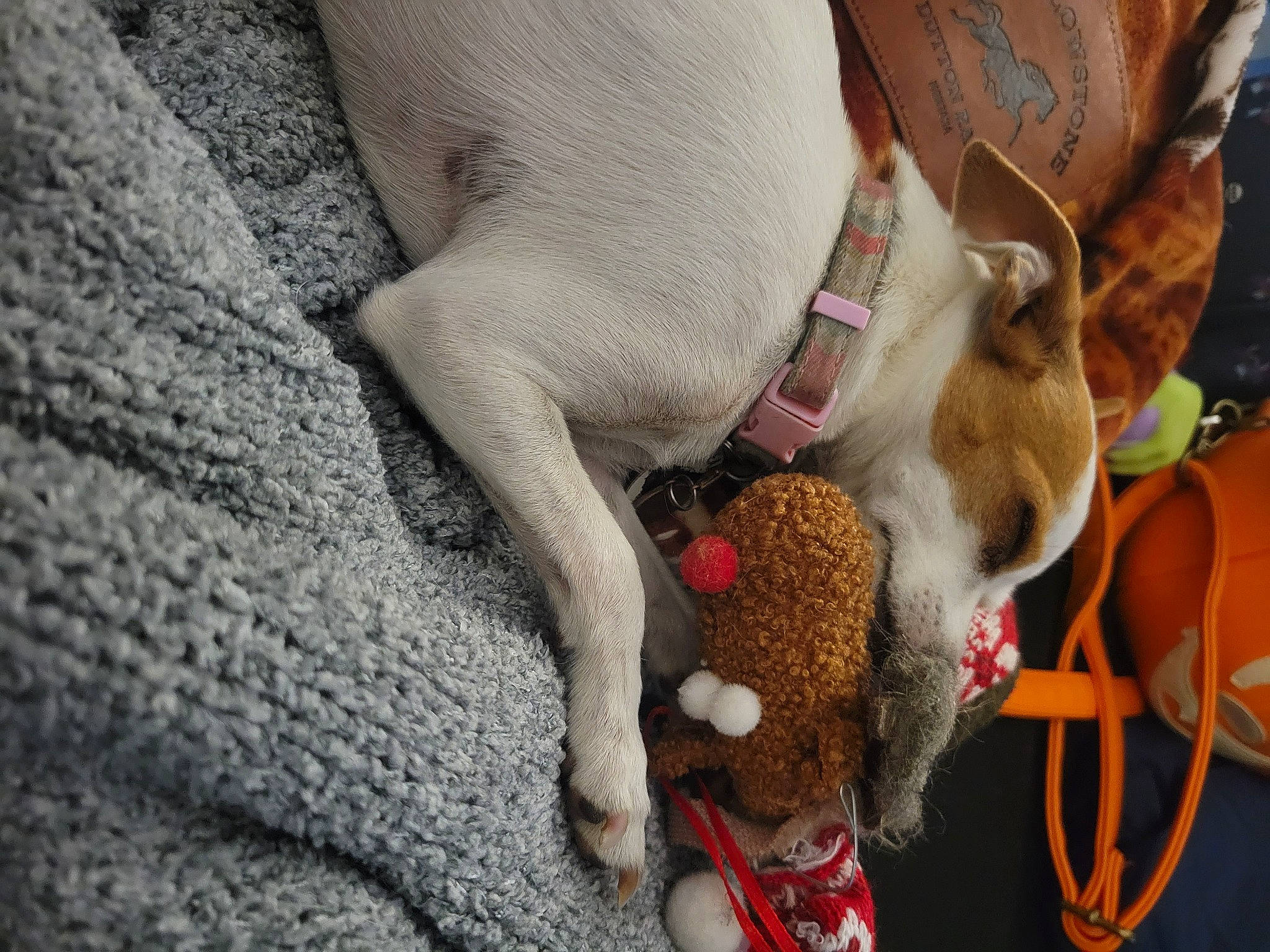 Rosie joined the competition — help win amazing prizes! canidae, carnivore, collar, comfort, companion_dog, dog, dog_breed, fawn, fur, human_leg, linens, paw, plush, snout, sporting_group, stuffed_toy, tail, wool, working_animal, woven_fabric