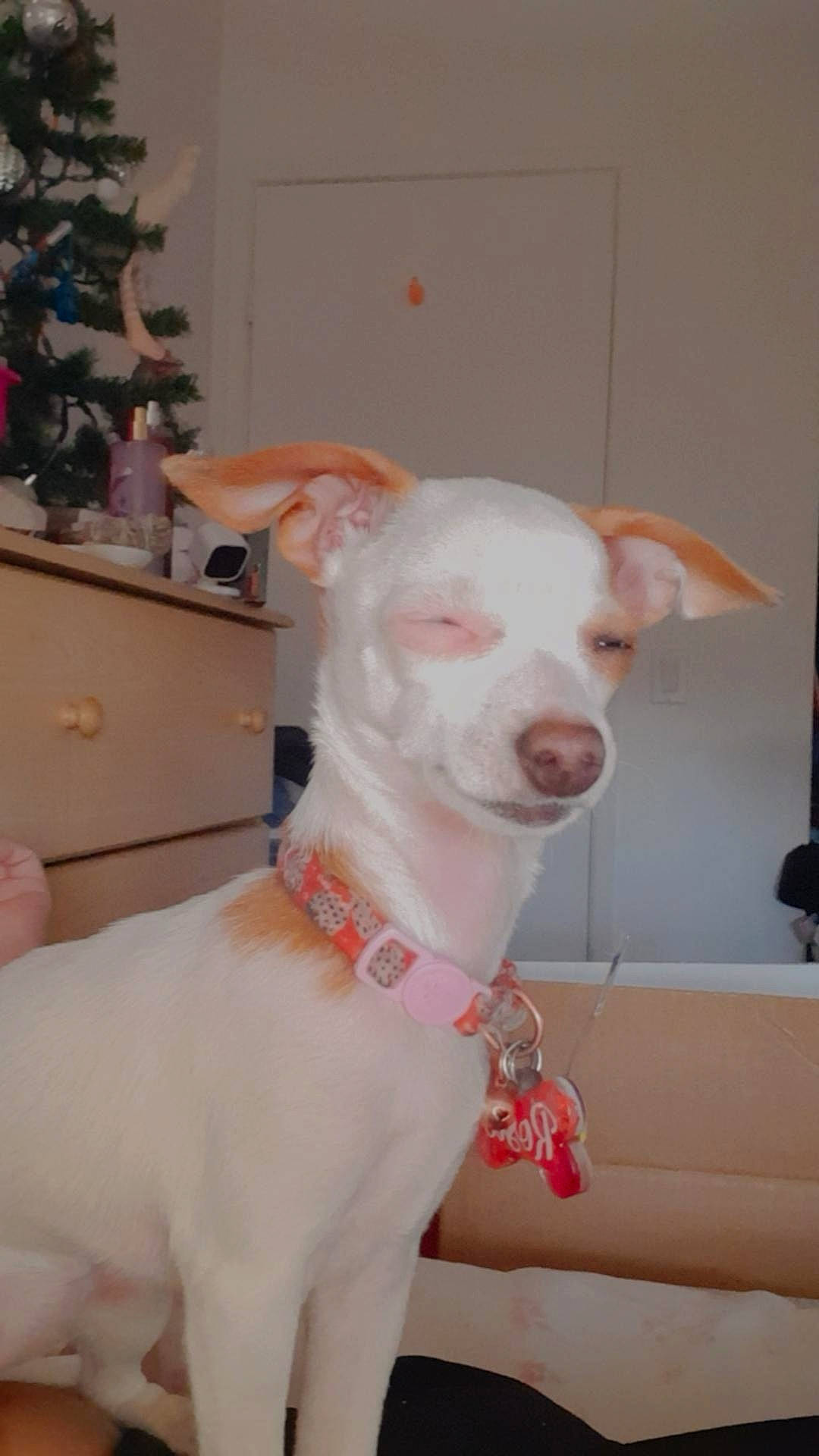 Rosie joined the competition — help win amazing prizes! cabinetry, canidae, carnivore, collar, companion_dog, dog, dog_breed, dog_collar, ear, fawn, fur, non_sporting_group, pet_supply, shelf, snout, sporting_group, tail, whiskers, working_animal