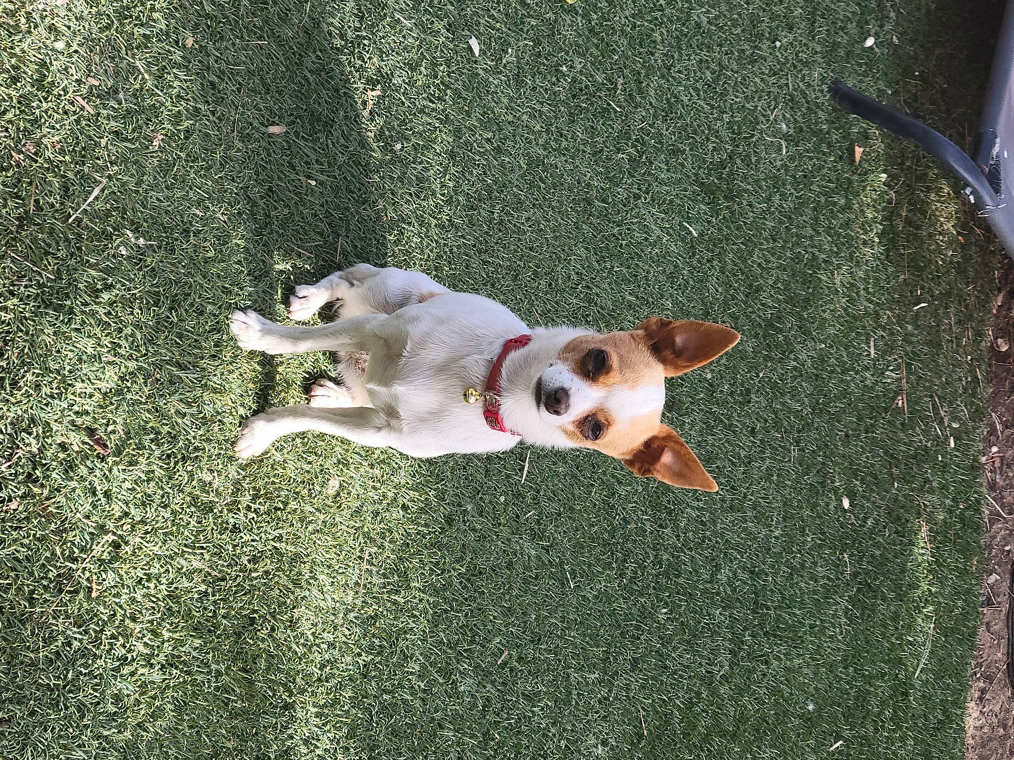 Pumpkin joined the competition — help win amazing prizes! carnivore, companion_dog, dog, dog_breed, fawn, grass, non_sporting_group, plant, road_surface, sporting_group, tail, toy_dog, working_animal