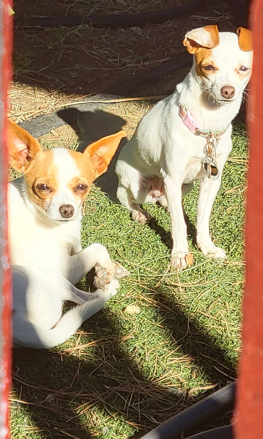 Pumpkin is registered to the contest to win money with this photo: ancient_dog_breeds, canidae, carnivore, chilean_fox_terrier, collar, companion_dog, dog, dog_breed, dog_collar, fawn, grass, mammal, non_sporting_group, snout, sporting_group, terrier, vertebrate, whiskers, working_animal