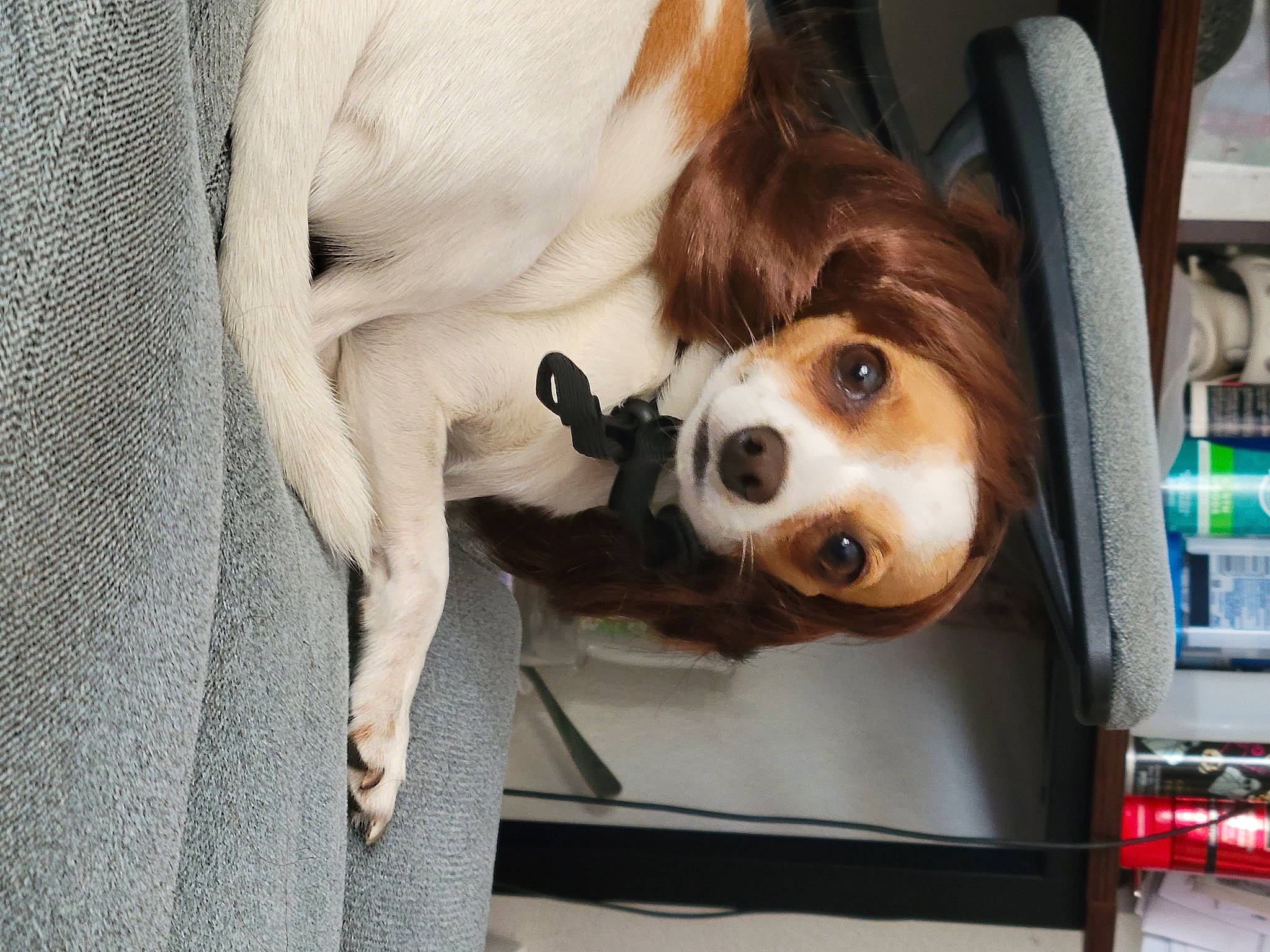 Pumpkin is registered to the contest to win money with this photo: canidae, carnivore, collar, companion_dog, dog, dog_breed, dog_collar, dog_supply, fawn, fur, leash, mammal, seat_belt, snout, sporting_group, vehicle, vehicle_door, vertebrate, whiskers, working_animal