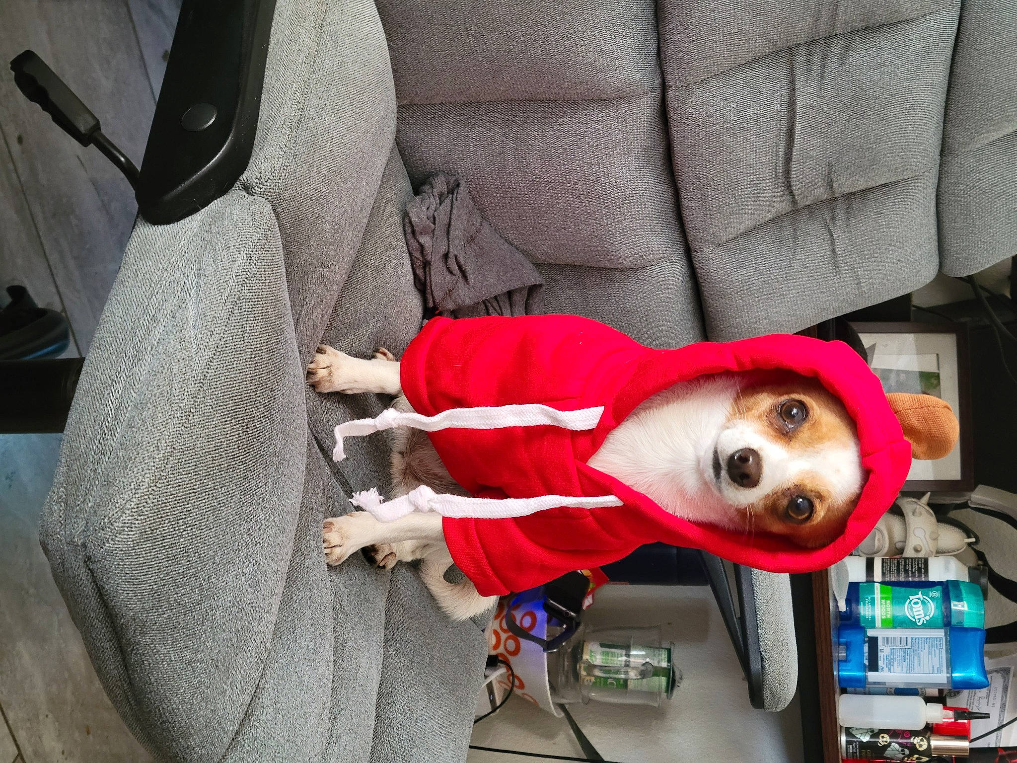 Pumpkin is registered to the contest to win money with this photo: animation, auto_part, car_seat, car_seat_cover, carmine, chair, comfort, companion_dog, cosplay, costume, fictional_character, fun, fur, human_leg, plush, stuffed_toy, toy