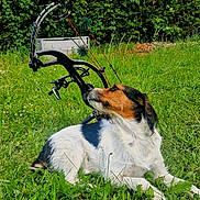Tyson a rejoint le concours — aidez-le/la à gagner de superbes lots ! animal, canine, compound_bow, curious, dog, equipment, field, grass, greenery, hunting, leafy_bushes, nature, outdoor, pet, relaxed, resting, sniffing, summer, sunlight, tricolor_dog