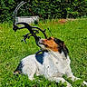 animal, canine, compound_bow, curious, dog, equipment, field, grass, greenery, hunting, leafy_bushes, nature, outdoor, pet, relaxed, resting, sniffing, summer, sunlight, tricolor_dog