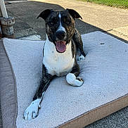 Riley is registered to the contest to win money with this photo: dog, brindle, white_coat, pet_bed, outdoor, sunlight, tongue_out, happy, canine, smiling, pavement, fence, vehicle, resting, animal, pet, dog_bed, relaxed, daylight, sidewalk
