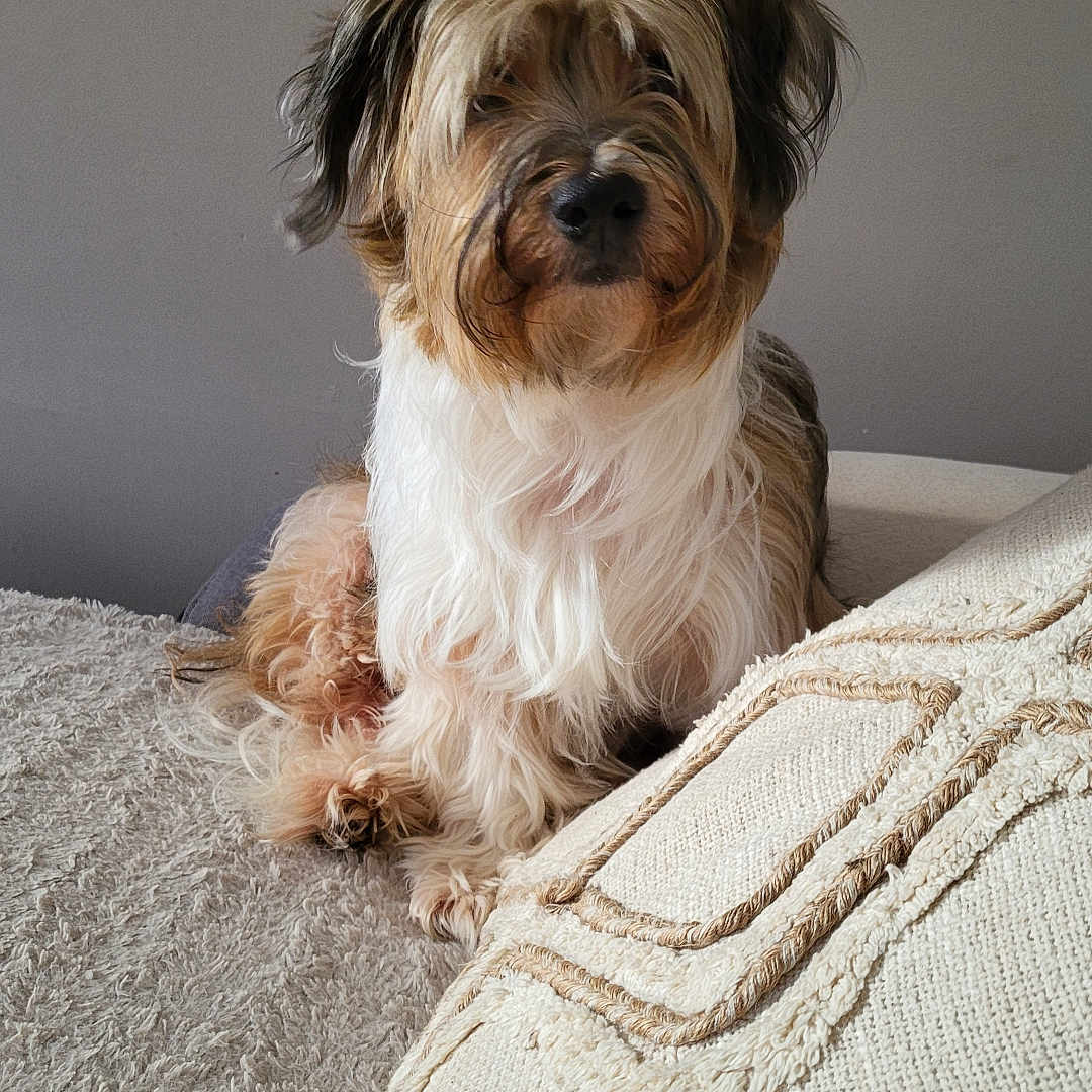 Packo participe au concours pour gagner de l'argent avec cette photo : affenpinscher, animal, blanket, bulldog, canine, clothing, cockerspaniel, couch, dog, furniture, homedecor, knitwear, linen, papillon, pet, poodle, puppy, sweater, terrier