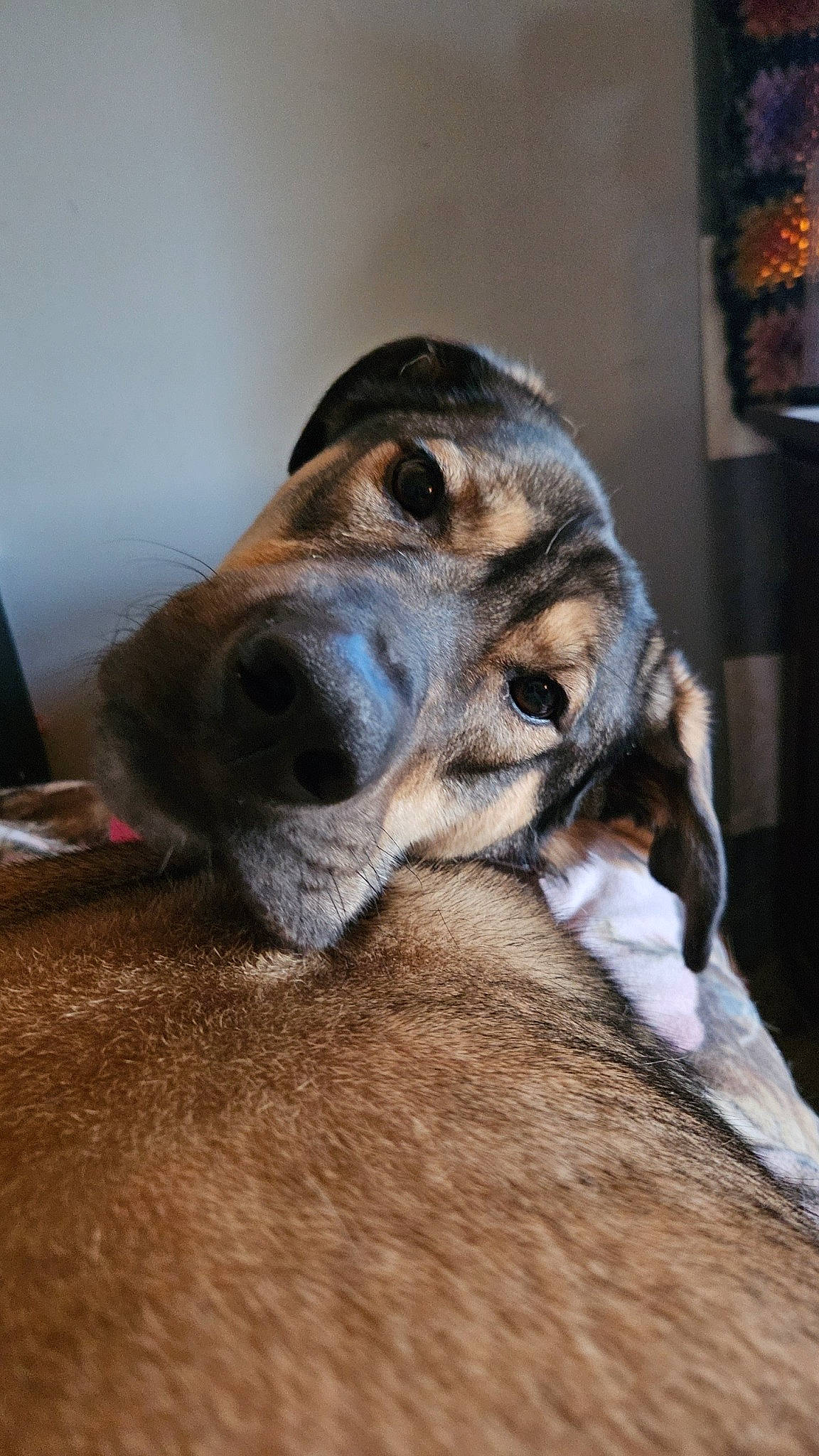 Roosif is registered to the contest to win money with this photo: canidae, carnivore, comfort, companion_dog, dog, dog_breed, ear, fawn, flooring, fur, hardwood, paw, scent_hound, snout, sporting_group, terrestrial_animal, whiskers, wood, working_animal, working_dog