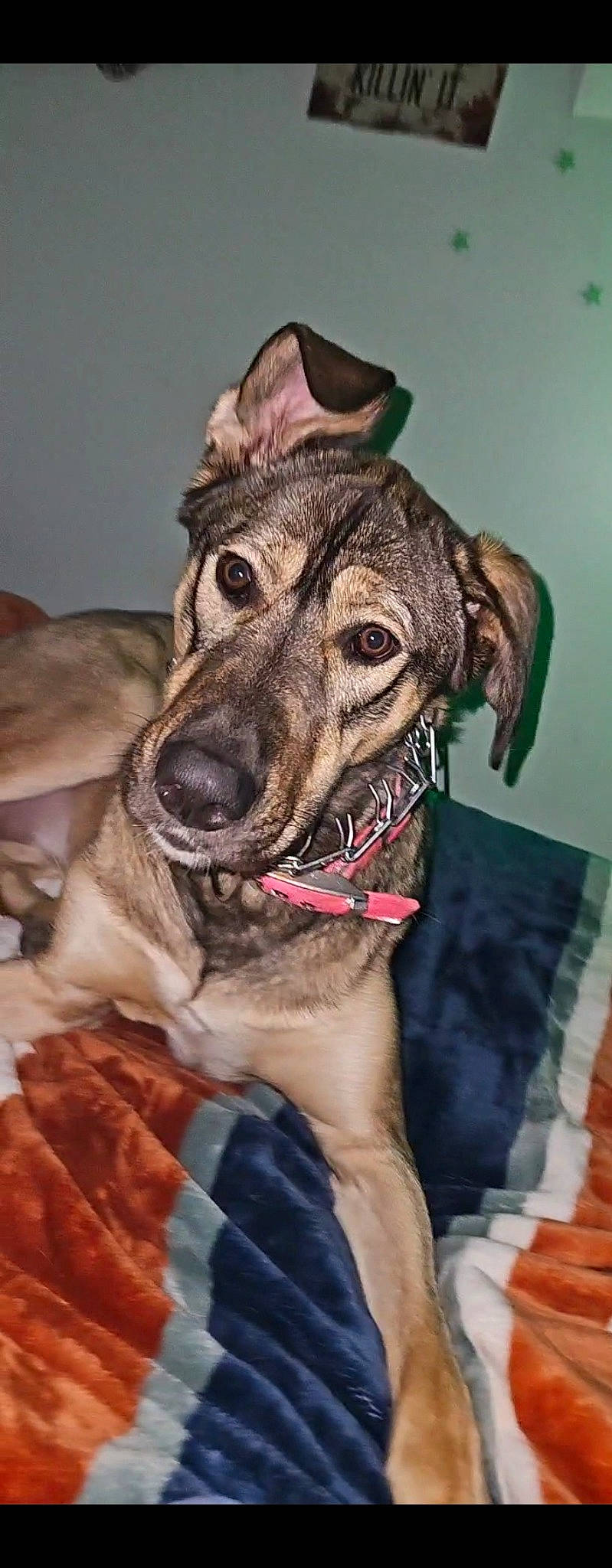 Roosif joined the competition — help win amazing prizes! canidae, carnivore, collar, companion_dog, dog, dog_breed, dog_clothes, dog_collar, dog_supply, fashion_accessory, fawn, fur, guard_dog, leash, rampur_greyhound, sighthound, snout, sporting_group, whiskers, working_animal