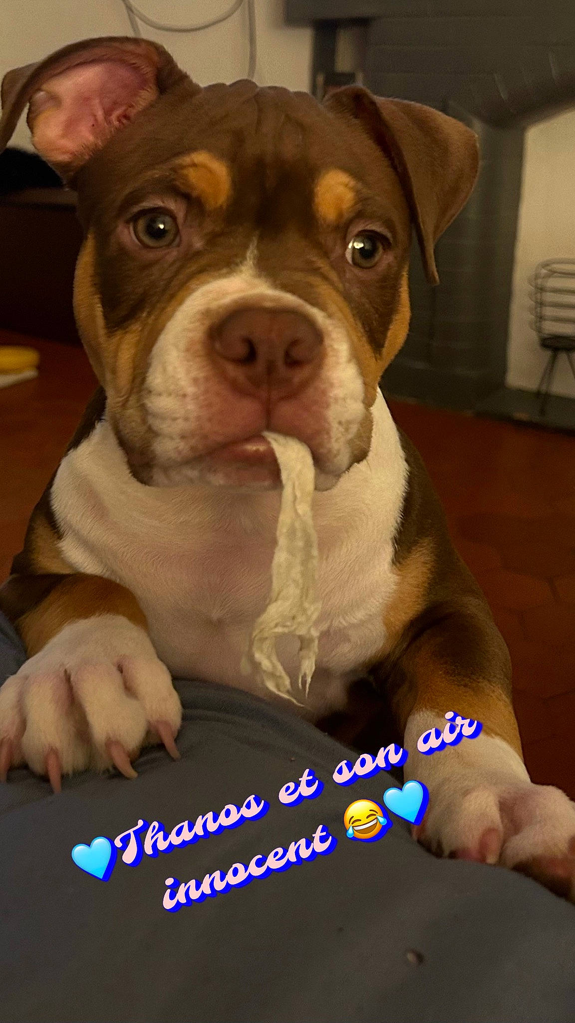 Thanos a rejoint le concours — aidez-le/la à gagner de superbes lots ! blue, canidae, carnivore, companion_dog, dog, dog_breed, electric_blue, event, fawn, fur, liver, pet_supply, photo_caption, snout, sporting_group, tableware, terrestrial_animal, whiskers, working_animal, working_dog