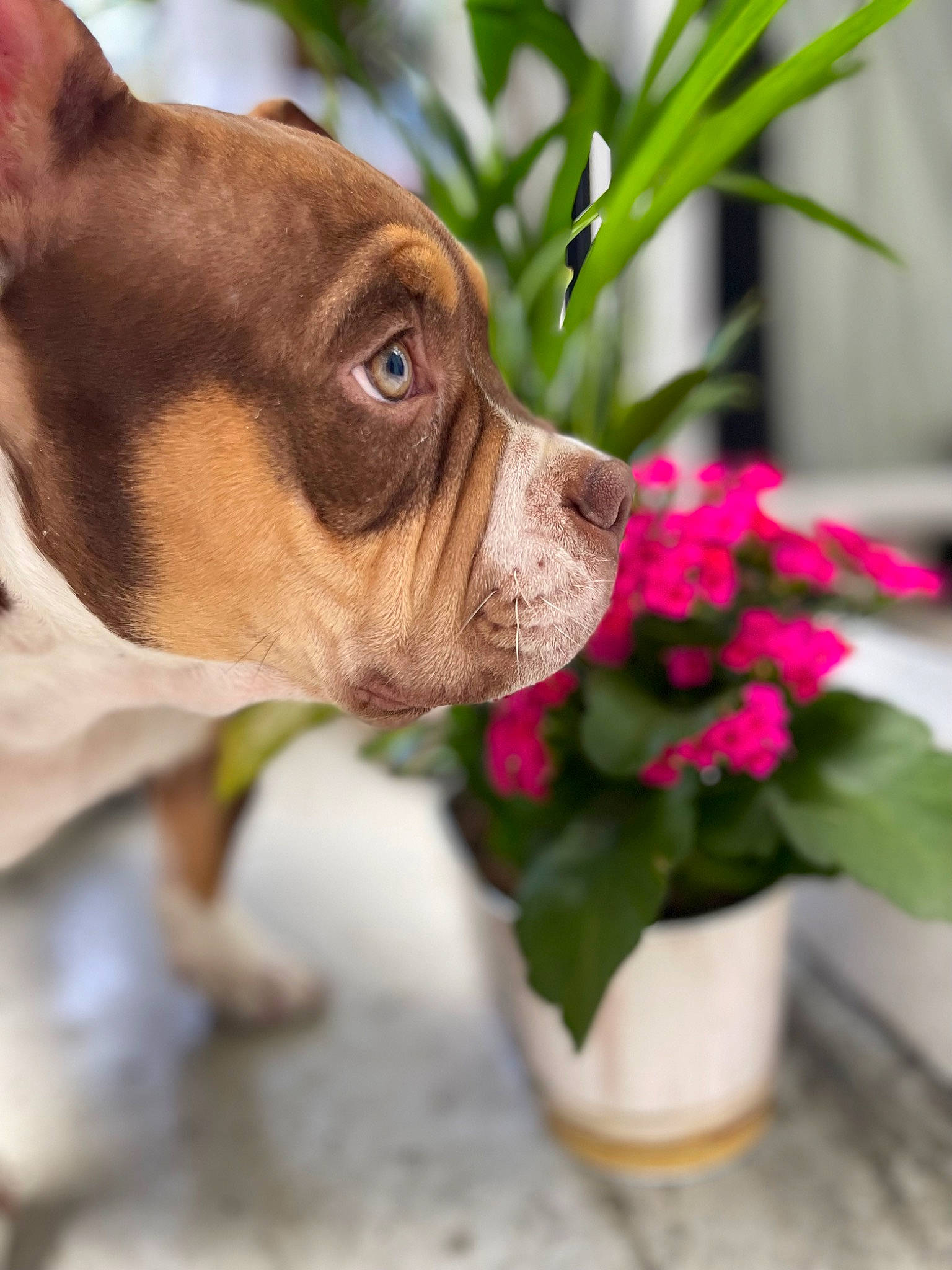 Thanos a rejoint le concours — aidez-le/la à gagner de superbes lots ! bulldog, carnivore, collar, companion_dog, dog, dog_breed, dog_collar, fawn, flower, flowerpot, grass, houseplant, plant, pug, snout, toy_dog, whiskers, window, working_animal, wrinkle