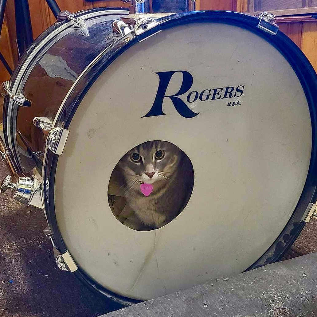 Uma Catocala is registered to the contest to win money with this photo: animal, canine, cat, dog, drum, drummer, gong, hardwood, kettledrum, kitten, leisureactivities, music, musicalinstrument, musician, percussion, performer, person, pet, text, wood