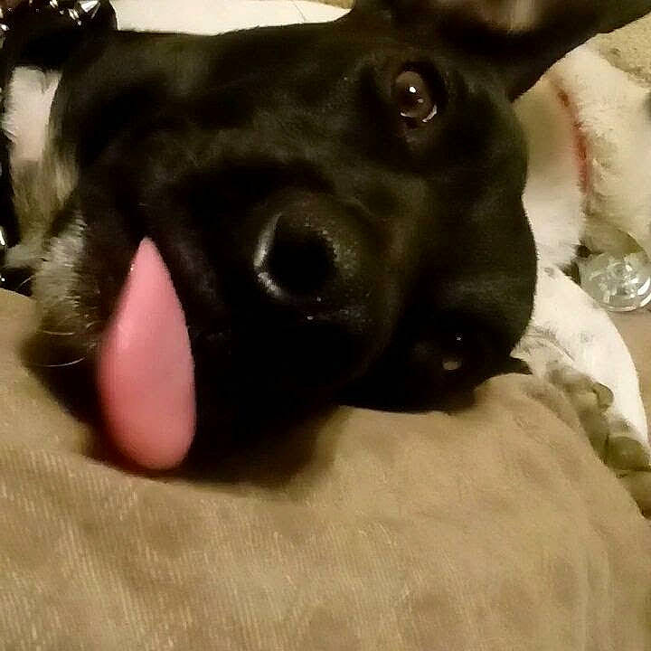 Olly joined the competition — help win amazing prizes! beagador, black, borador, canidae, carnivore, dog, dog_breed, ear, feist, formosan_mountain_dog, head, labrador_retriever, non_sporting_group, nose, patterdale_terrier, rat_terrier, snout, sporting_group, whiskers