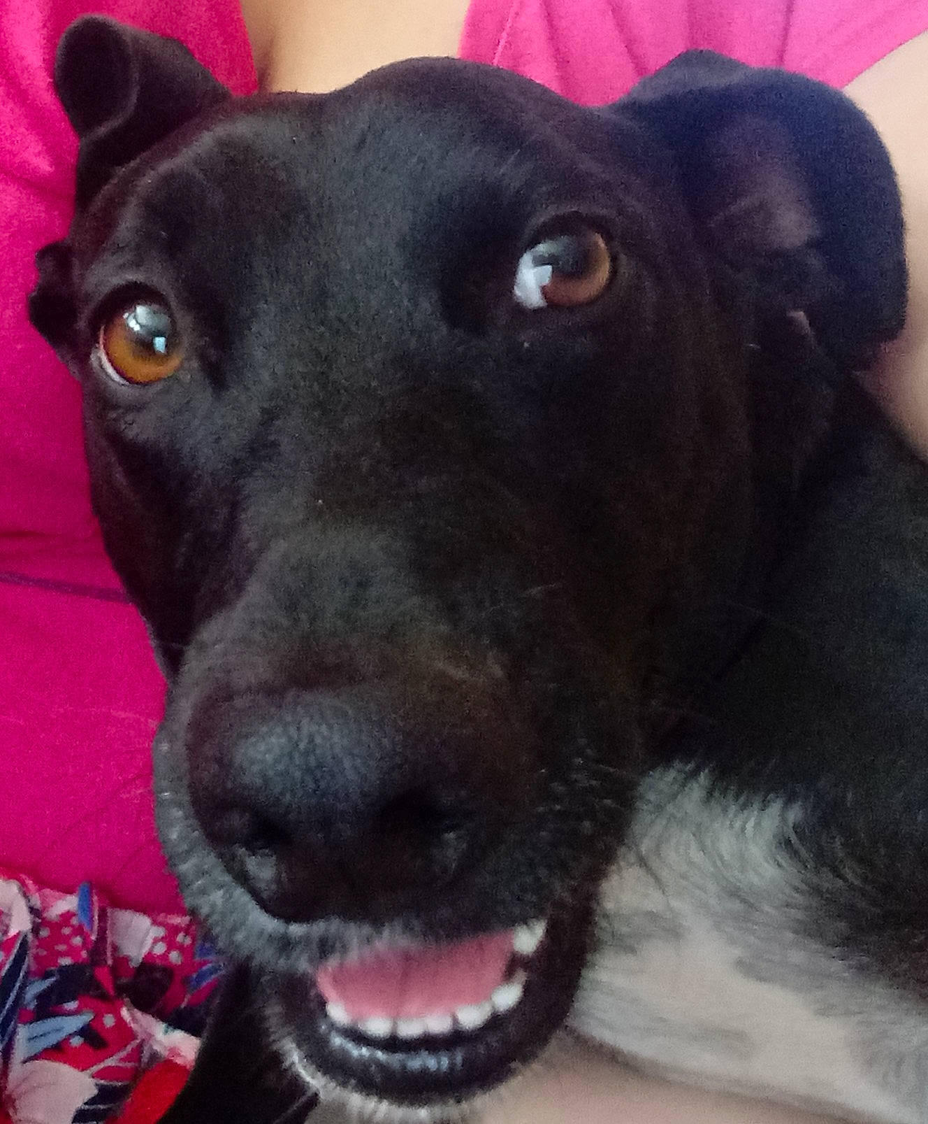 Olly joined the competition — help win amazing prizes! beagador, borador, canidae, carnivore, dog, dog_breed, feist, formosan_mountain_dog, hunting_dog, labrador_retriever, mammal, nose, patterdale_terrier, rare_breed_dog, snout, sporting_group, vertebrate, whiskers