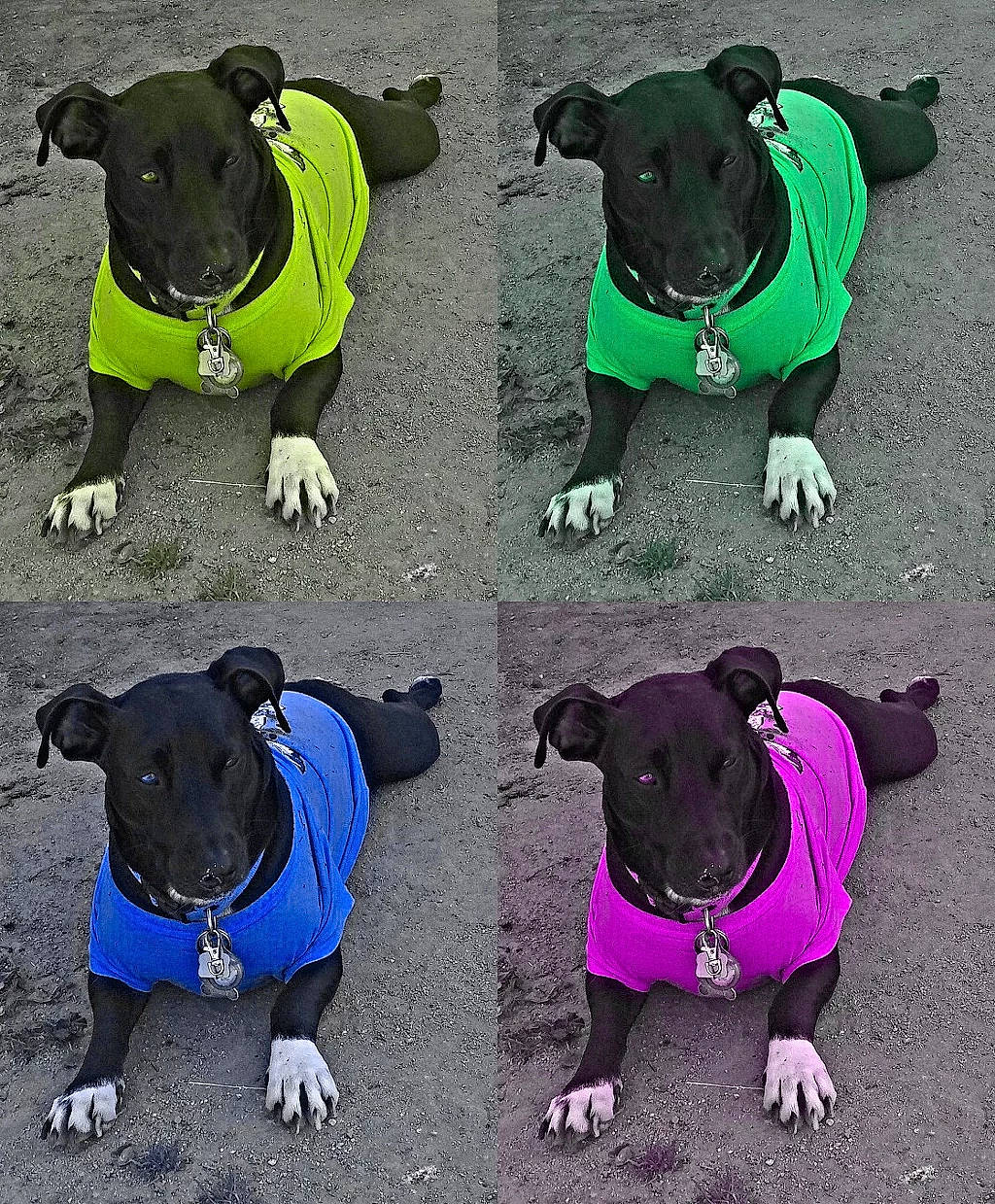 Olly joined the competition — help win amazing prizes! american_pit_bull_terrier, american_staffordshire_terrier, canidae, carnivore, collar, companion_dog, dog, dog_breed, dog_clothes, dog_collar, non_sporting_group, puppy, rare_breed_dog, snout, sporting_group, staffordshire_bull_terrier, terrier