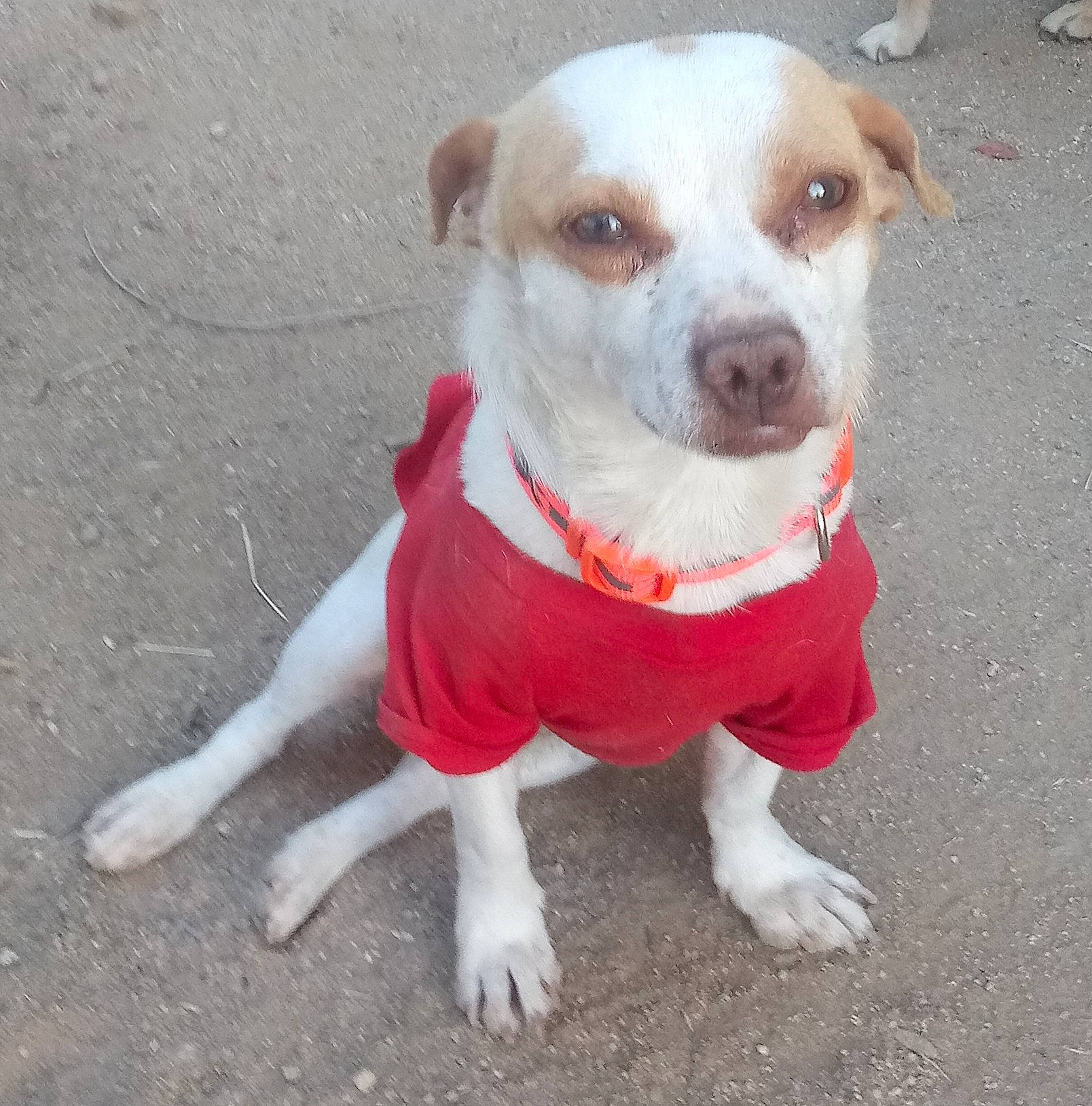 O-pea is registered to the contest to win money with this photo: american_pit_bull_terrier, brazilian_terrier, canidae, carnivore, companion_dog, dog, dog_breed, fawn, feist, mammal, pit_bull, rare_breed_dog, snout, sporting_group, tail, treeing_feist, vertebrate