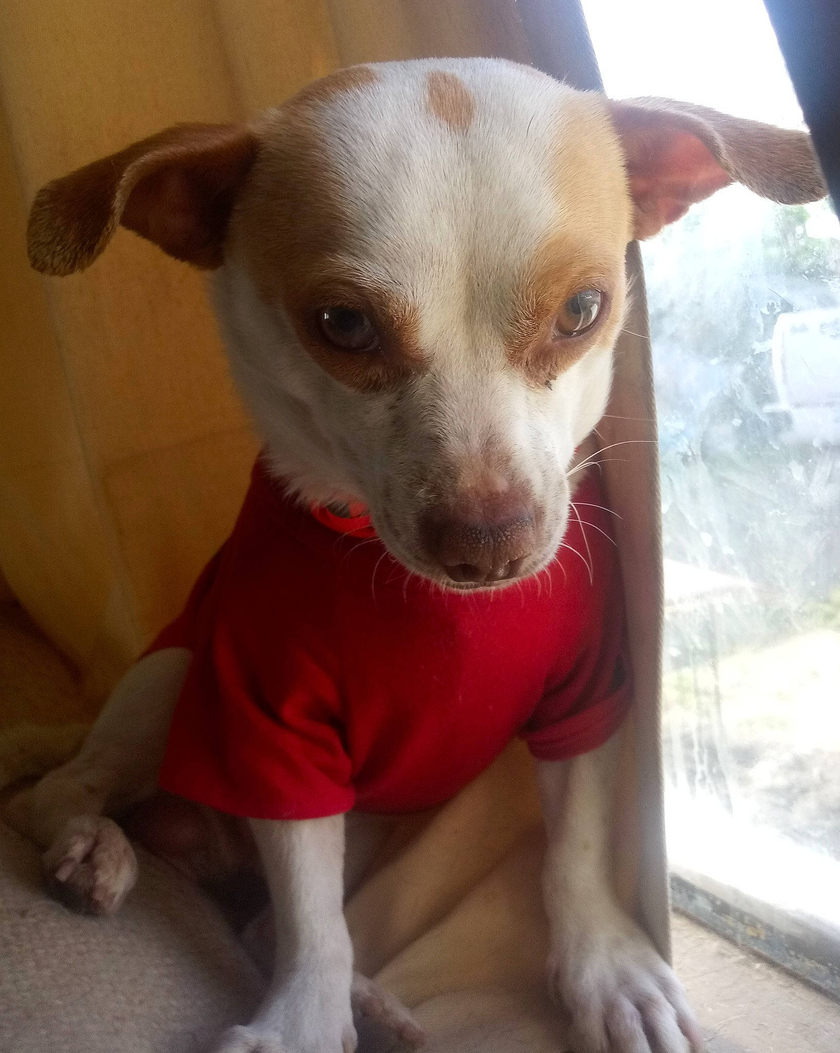 O-pea joined the competition — help win amazing prizes! canidae, carnivore, chihuahua, companion_dog, dog, dog_breed, ear, fawn, feist, mammal, miniature_fox_terrier, puppy, rare_breed_dog, snout, sporting_group, street_dog, vertebrate