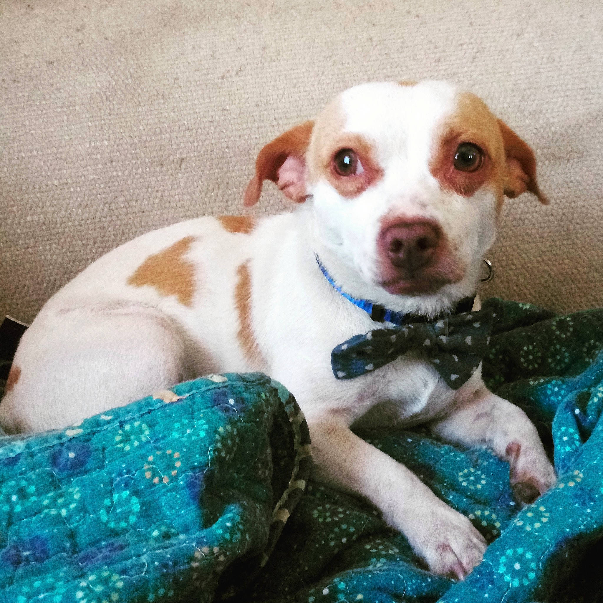 O-pea is registered to the contest to win money with this photo: brittany, canidae, carnivore, companion_dog, dog, dog_breed, fawn, feist, mammal, pit_bull, pointer, puppy, puppy_love, rat_terrier, sporting_group, treeing_feist, vertebrate