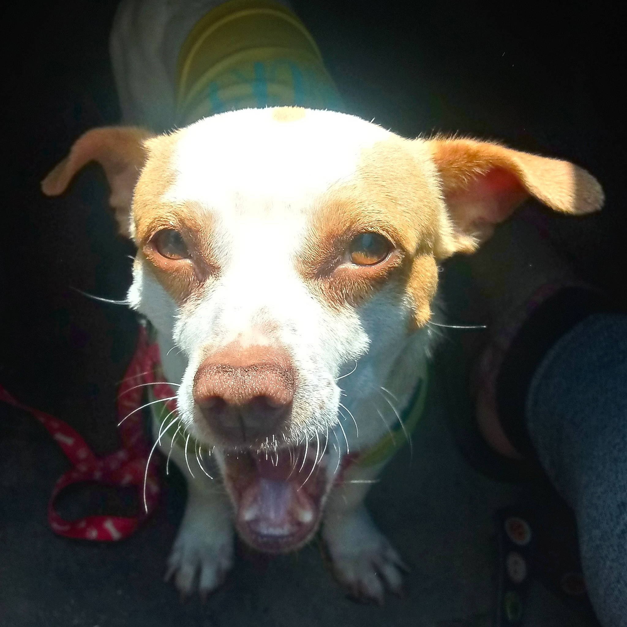 O-pea joined the competition — help win amazing prizes! american_pit_bull_terrier, canidae, carnivore, dog, dog_breed, ear, eye, fawn, feist, hunting_dog, ibizan_hound, mammal, nose, pit_bull, snout, sporting_group, vertebrate, whiskers