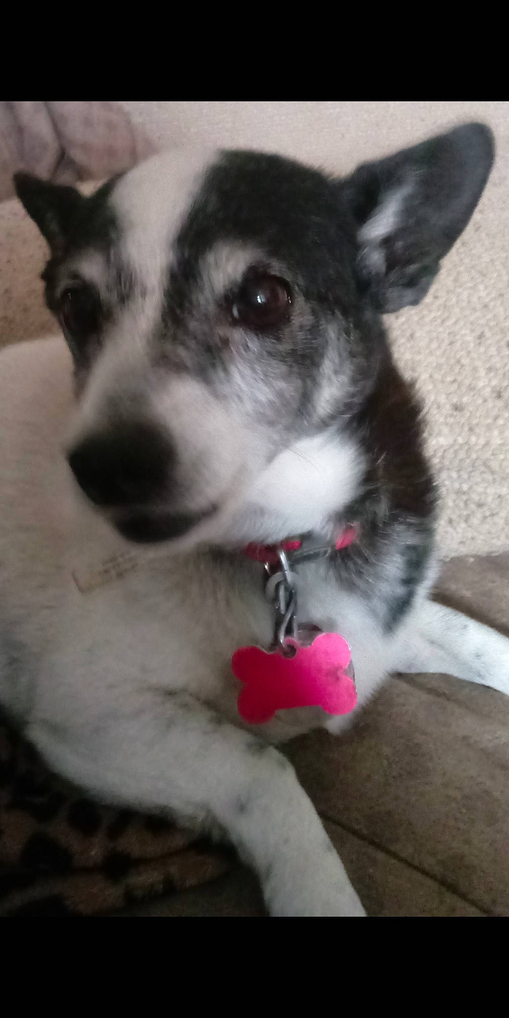 Skittles joined the competition — help win amazing prizes! canidae, carnivore, dog, dog_breed, ear, mammal, nose, puppy, rare_breed_dog, siberian_husky, snout, vertebrate