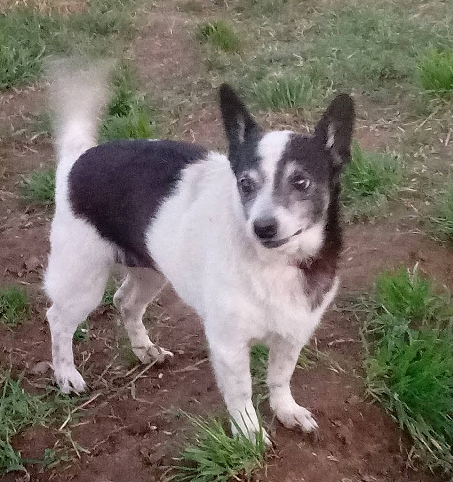 Skittles is registered to the contest to win money with this photo: canaan_dog, canidae, carnivore, companion_dog, dog, dog_breed, mammal, rare_breed_dog, russo_european_laika, sporting_group, teddy_roosevelt_terrier, tenterfield_terrier, texas_heeler, vertebrate