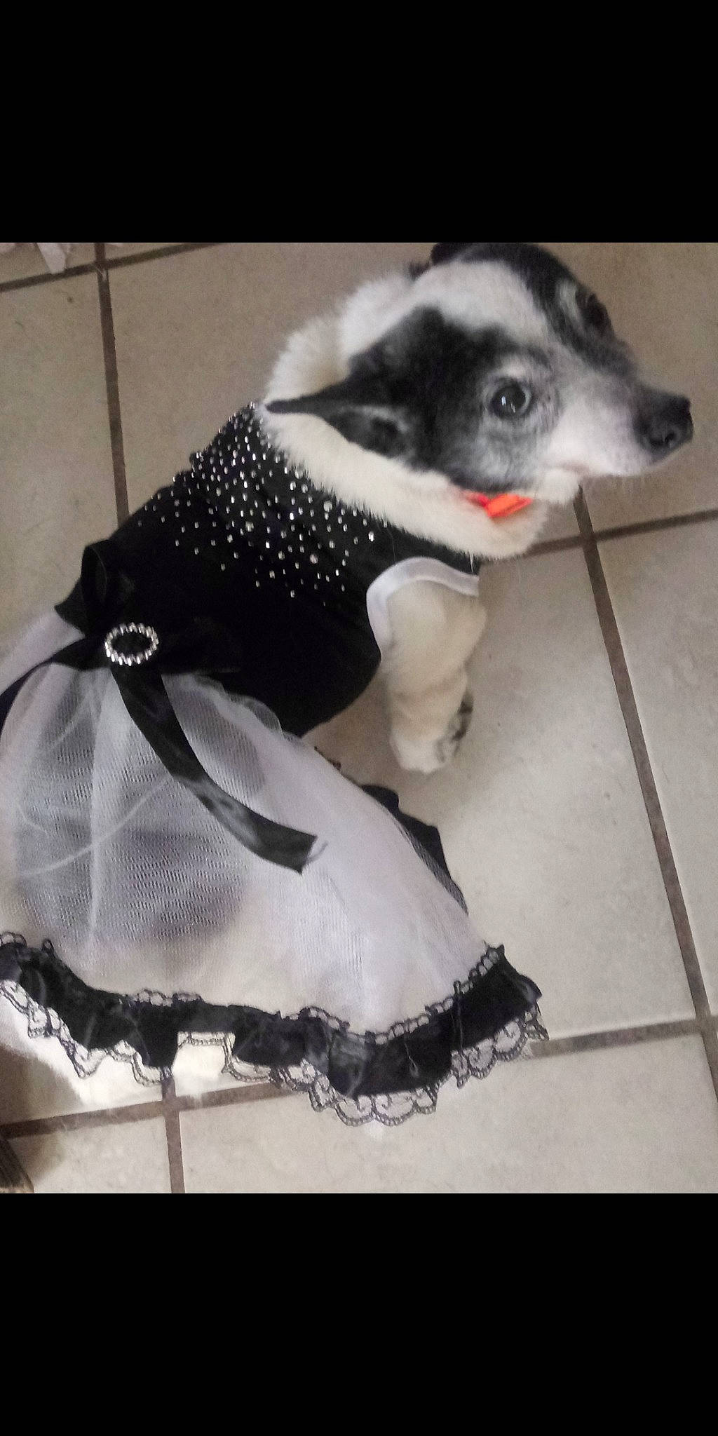 Skittles joined the competition — help win amazing prizes! canidae, carnivore, companion_dog, dog, dog_breed, dog_clothes, puppy, rare_breed_dog, rat_terrier