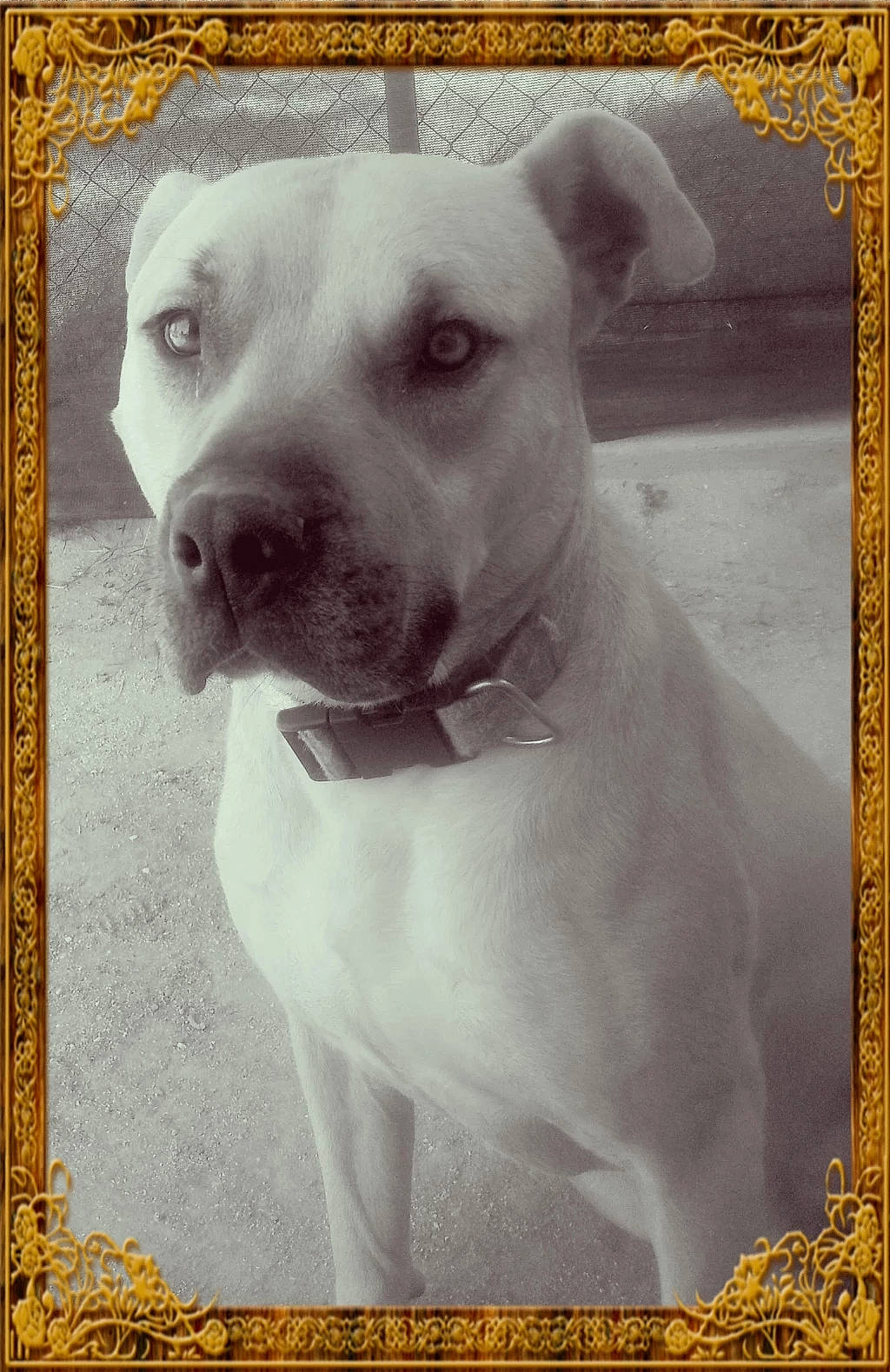 Splash joined the competition — help win amazing prizes! american_pit_bull_terrier, american_staffordshire_terrier, canidae, carnivore, cordoba_fighting_dog, dog, dog_breed, dogo_argentino, fawn, mammal, non_sporting_group, pit_bull, snout, sporting_group, staffordshire_bull_terrier, vertebrate