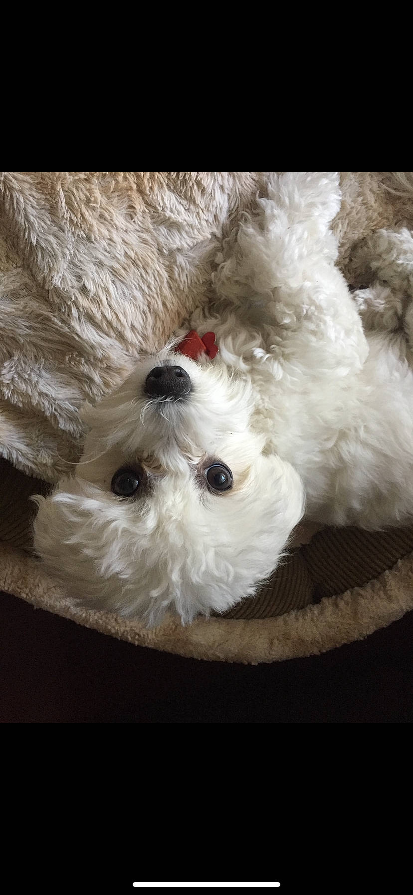 Sol joined the competition — help win amazing prizes! canidae, carnivore, companion_dog, dog, dog_breed, dog_collar, fur, labradoodle, pet_supply, poodle, poodle_crossbreed, puppy, small_terrier, sporting_group, stuffed_toy, terrier, toy, toy_dog, water_dog, working_animal