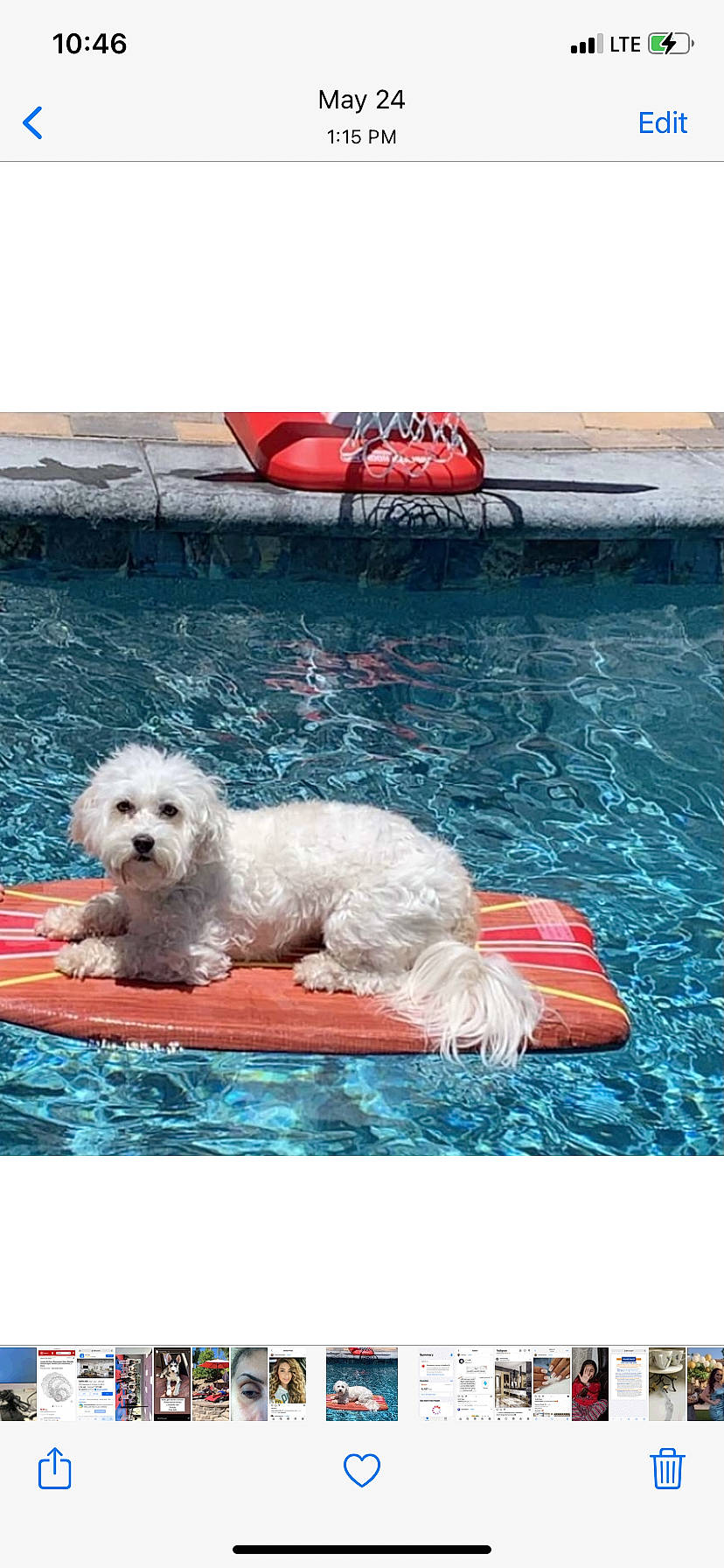 Sol is registered to the contest to win money with this photo: aqua, canidae, carnivore, chair, companion_dog, dog, dog_breed, dog_supply, leisure, non_sporting_group, ocean, rectangle, sea, small_terrier, sporting_group, swimming_pool, terrier, toy_dog, water, wind_wave
