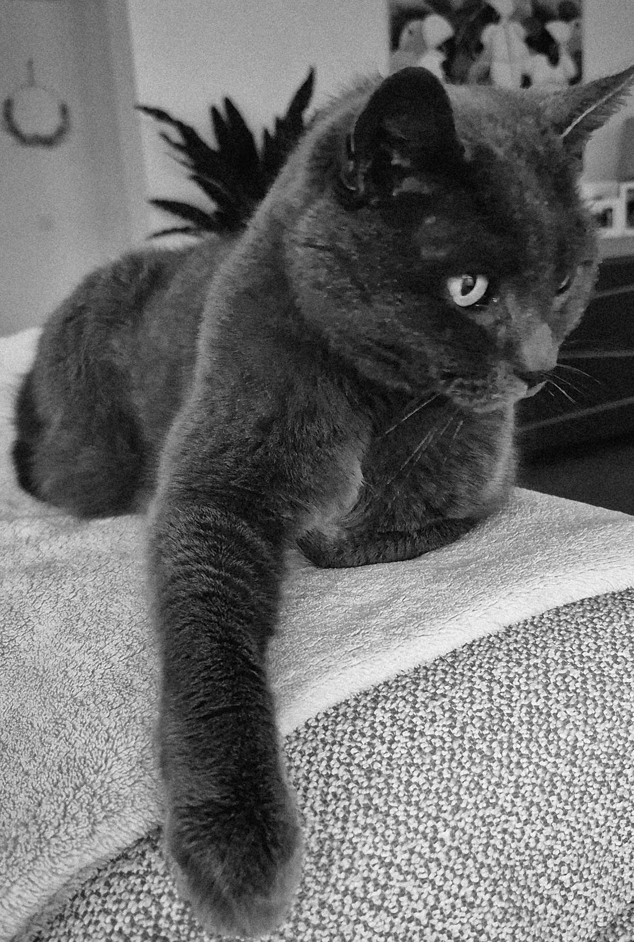 Mimi participe au concours pour gagner de l'argent avec cette photo : cat, black_cat, paw, feline, pet, animal, indoor, resting, blanket, texture, close_up, whiskers, fur, home, cozy, relaxing, portrait, focus, monochrome, black_and_white