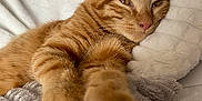 Tigrou participe au concours pour gagner de l'argent avec cette photo : cat, ginger_cat, paw, sleepy, stretching, bed, blanket, pillow, cozy, indoor, pet, feline, fur, whiskers, relaxed, closeup, soft, cute, resting, animal