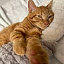 cat, ginger_cat, paw, sleepy, stretching, bed, blanket, pillow, cozy, indoor, pet, feline, fur, whiskers, relaxed, closeup, soft, cute, resting, animal