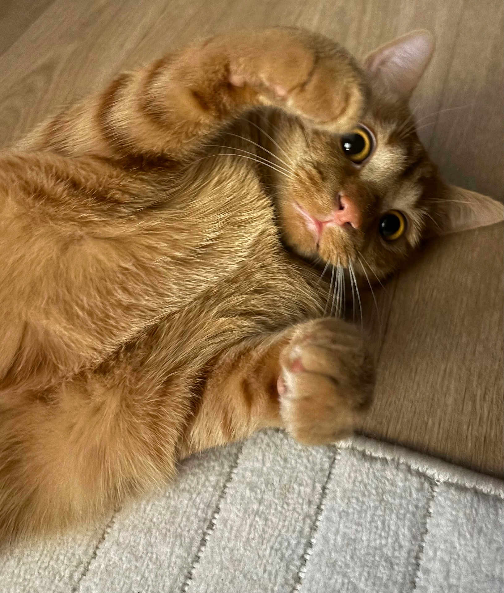 Tigrou