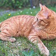 Tigrou participe au concours pour gagner de l'argent avec cette photo : cat, ginger_cat, tabby, animal, pet, grass, outdoor, nature, relaxed, whiskers, fur, mammal, greenery, blurred_background, side_view, ears, close_up, laying_down, alert, daylight