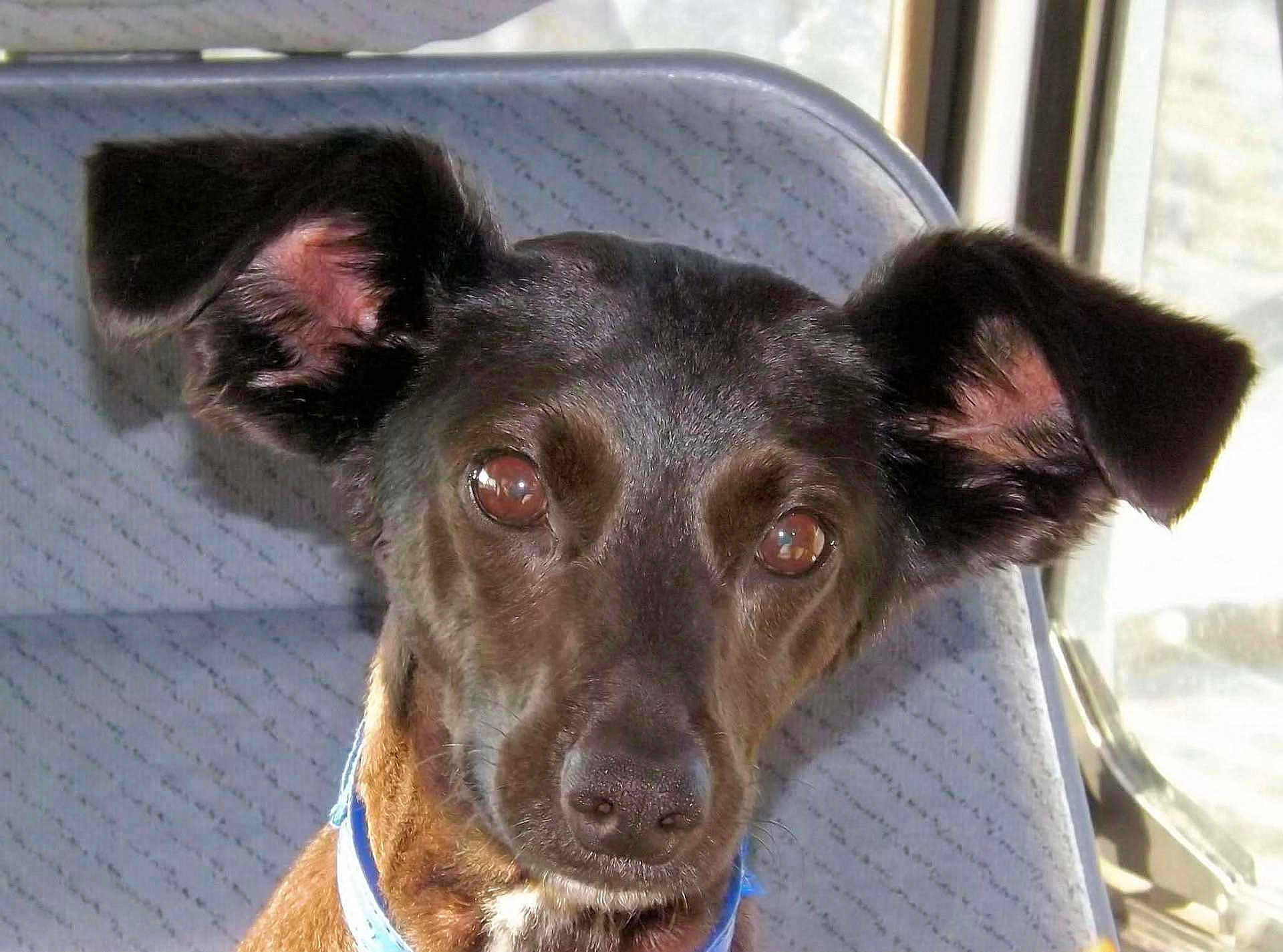 Zozo participe au concours pour gagner de l'argent avec cette photo : animal, attentive, black, brown, canine, chair, closeup, collar, dog, domestic, ears, face, fur, indoor, looking, nose, pet, seated, snout, window