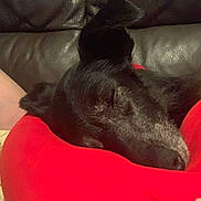 Zozo a rejoint le concours — aidez-le/la à gagner de superbes lots ! animal, black_dog, closeup, comfort, companionship, dog, domestic, furry, human_arm, indoor, leather_couch, nap, pet, quiet, red_cushion, relaxed, resting, sleeping, soft, water_bottle