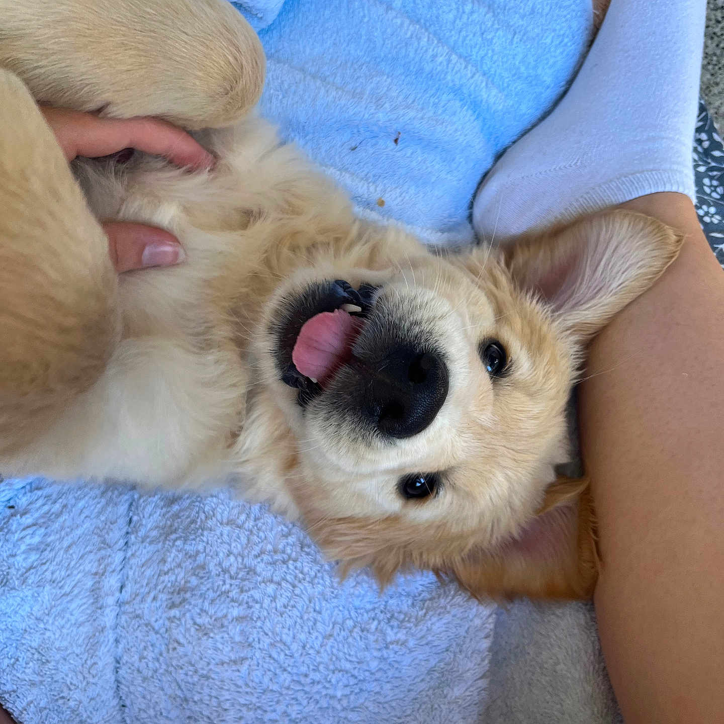 June participe au concours pour gagner de l'argent avec cette photo : animal, blue_towel, closeup, cute, dog, fur, golden_retriever, happy, human_leg, indoor, lying_down, paw, pet, playing, puppy, relaxing, smiling, tongue_out, towel, white_sock