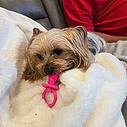 Baby Girl joined the competition — help win amazing prizes! dog, small_dog, toy, pink_toy, blanket, white_blanket, couch, gray_couch, person, red_shirt, indoor, relaxed, cozy, pet, fur, chewing, lying_down, companion, soft_texture, home