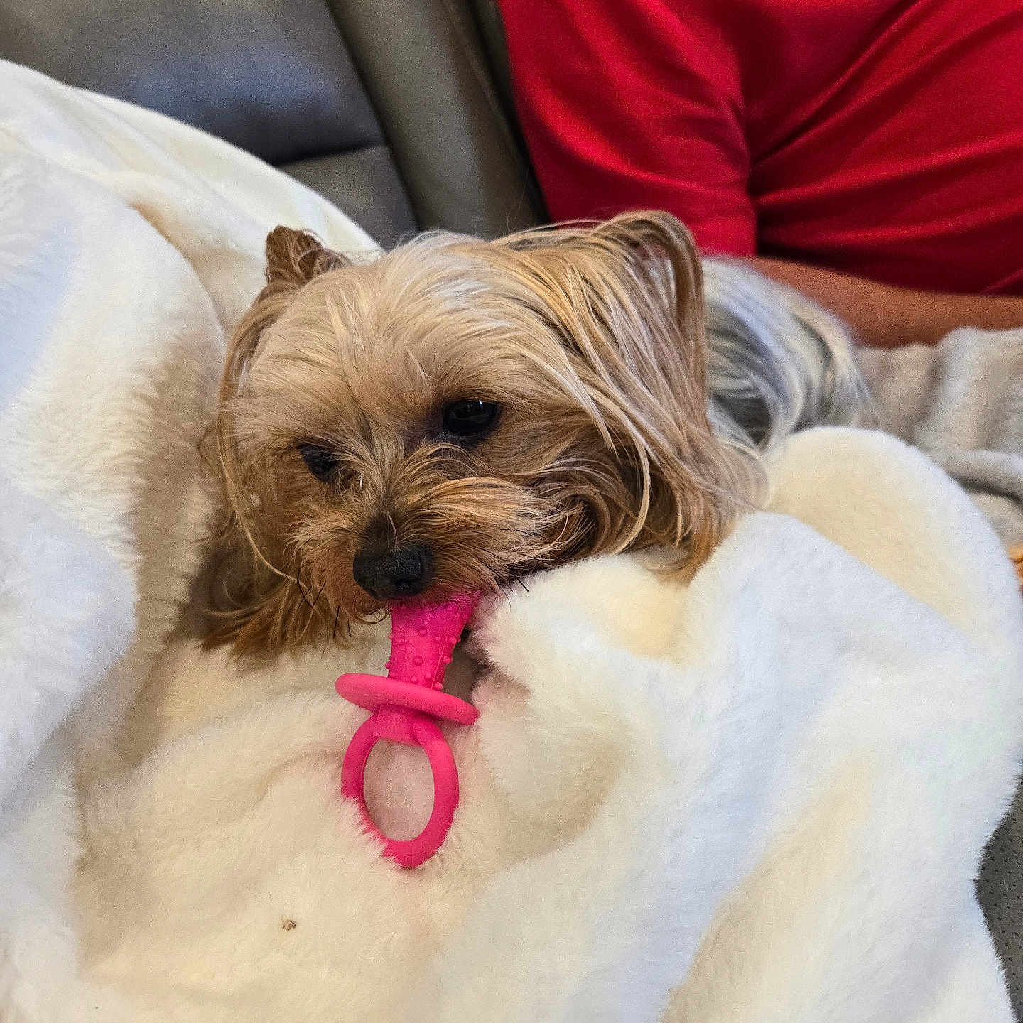 Baby Girl joined the competition — help win amazing prizes! blanket, chewing, companion, couch, cozy, dog, fur, gray_couch, home, indoor, lying_down, person, pet, pink_toy, red_shirt, relaxed, small_dog, soft_texture, toy, white_blanket