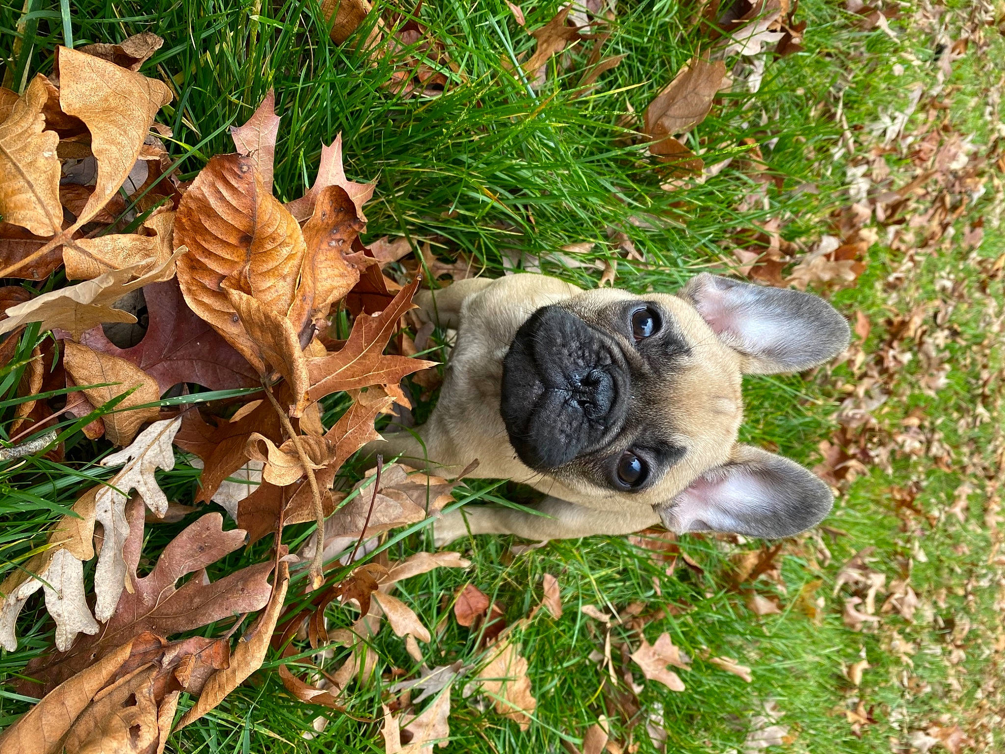 Bart is registered to the contest to win money with this photo: canidae, carnivore, companion_dog, dog, dog_breed, fawn, grass, grass_family, groundcover, leaf, molosser, non_sporting_group, pug, puppy, snout, terrestrial_animal, toy_dog, working_animal, working_dog, wrinkle