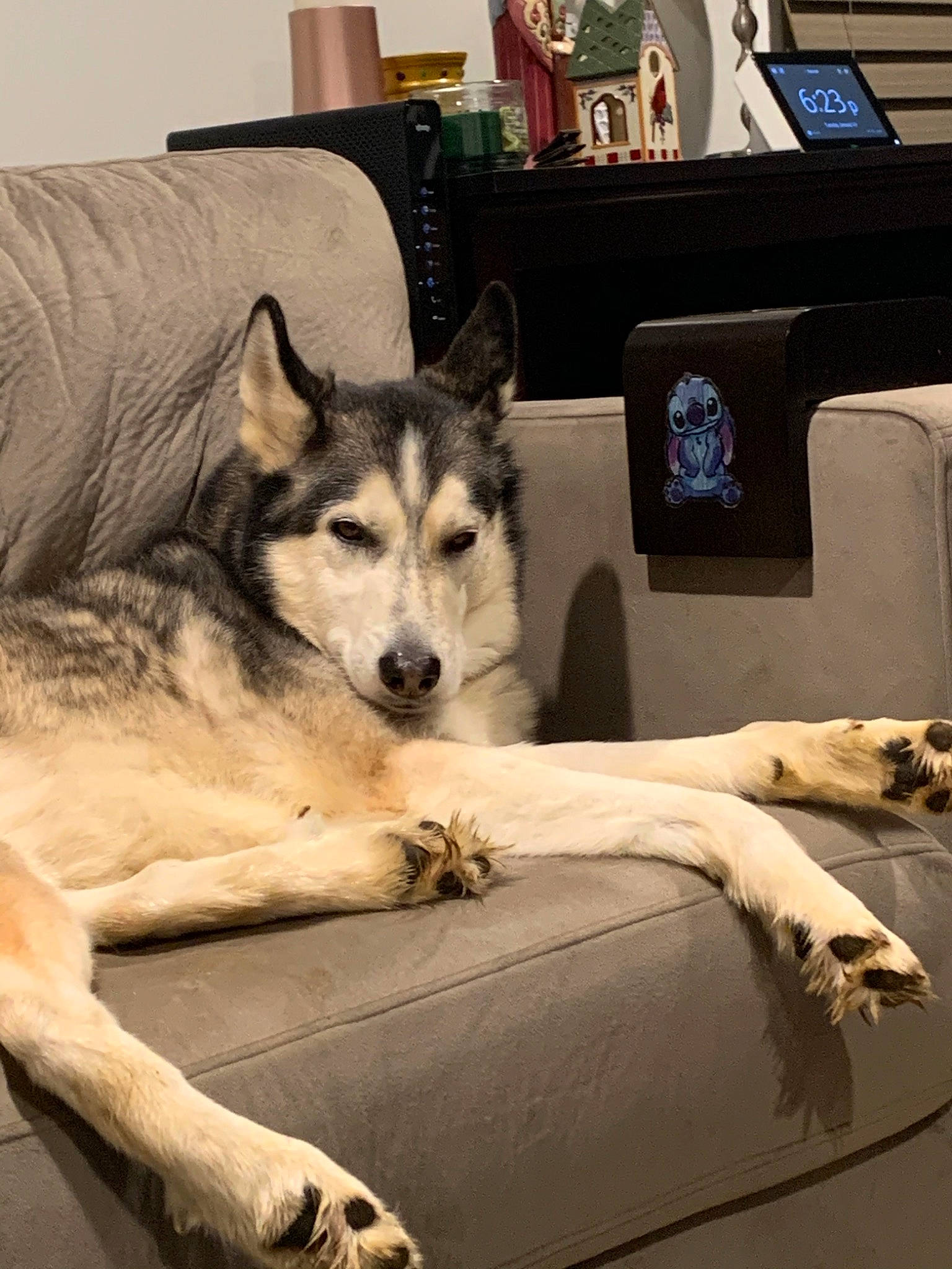 Wiley joined the competition — help win amazing prizes! alaskan_klee_kai, alaskan_malamute, canadian_eskimo_dog, canidae, canis, carnivore, czechoslovakian_wolfdog, dog, dog_breed, mammal, native_american_indian_dog, northern_inuit_dog, saarloos_wolfdog, sakhalin_husky, seppala_siberian_sleddog, siberian_husky, sled_dog, tamaskan_dog, vertebrate, wolfdog