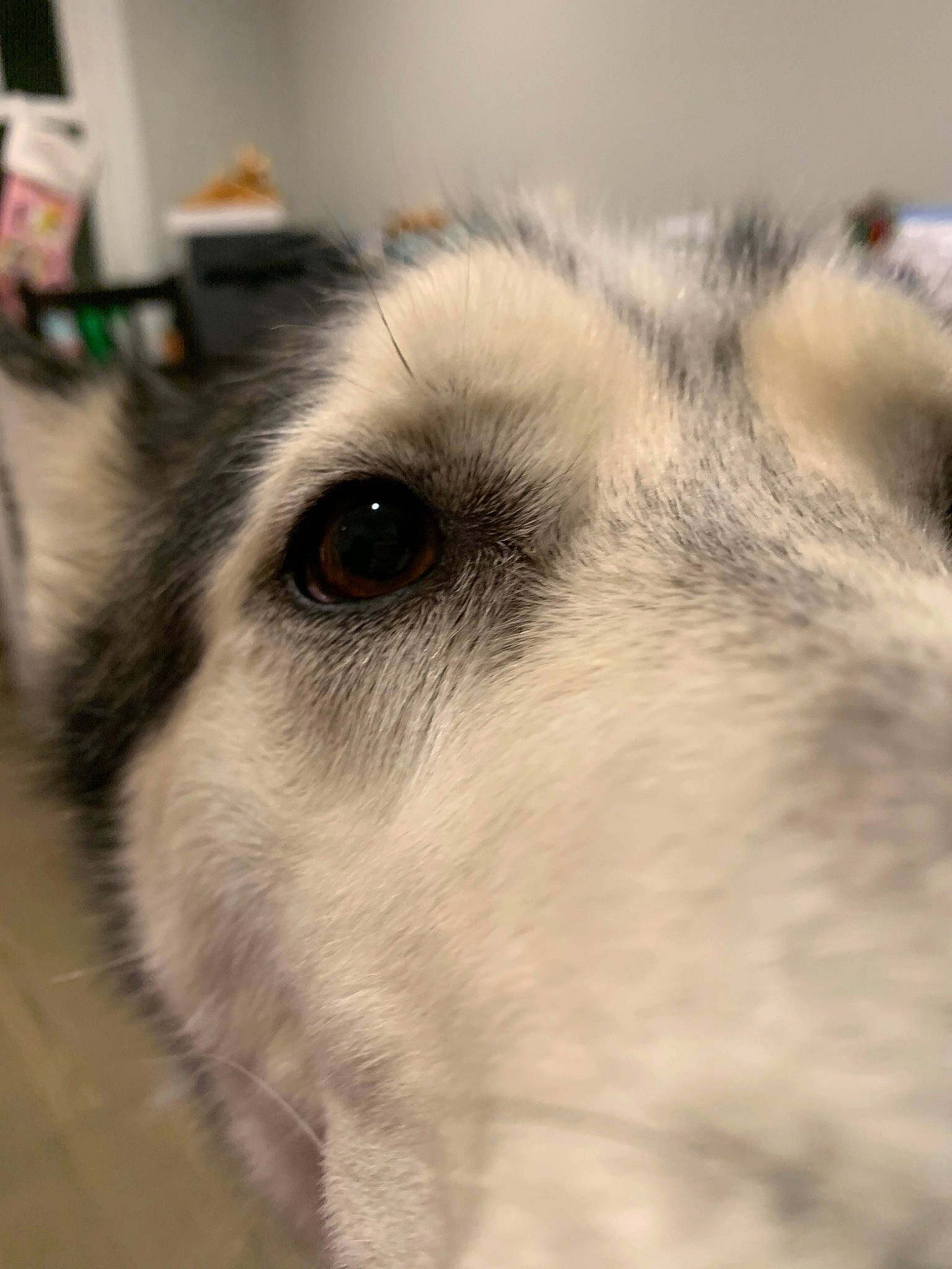 Wiley joined the competition — help win amazing prizes! alaskan_malamute, canidae, carnivore, close_up, dog, dog_breed, ear, eye, greenland_dog, mammal, northern_inuit_dog, norwegian_elkhound, nose, siberian_husky, sled_dog, snout, tamaskan_dog, vertebrate, whiskers, wolfdog