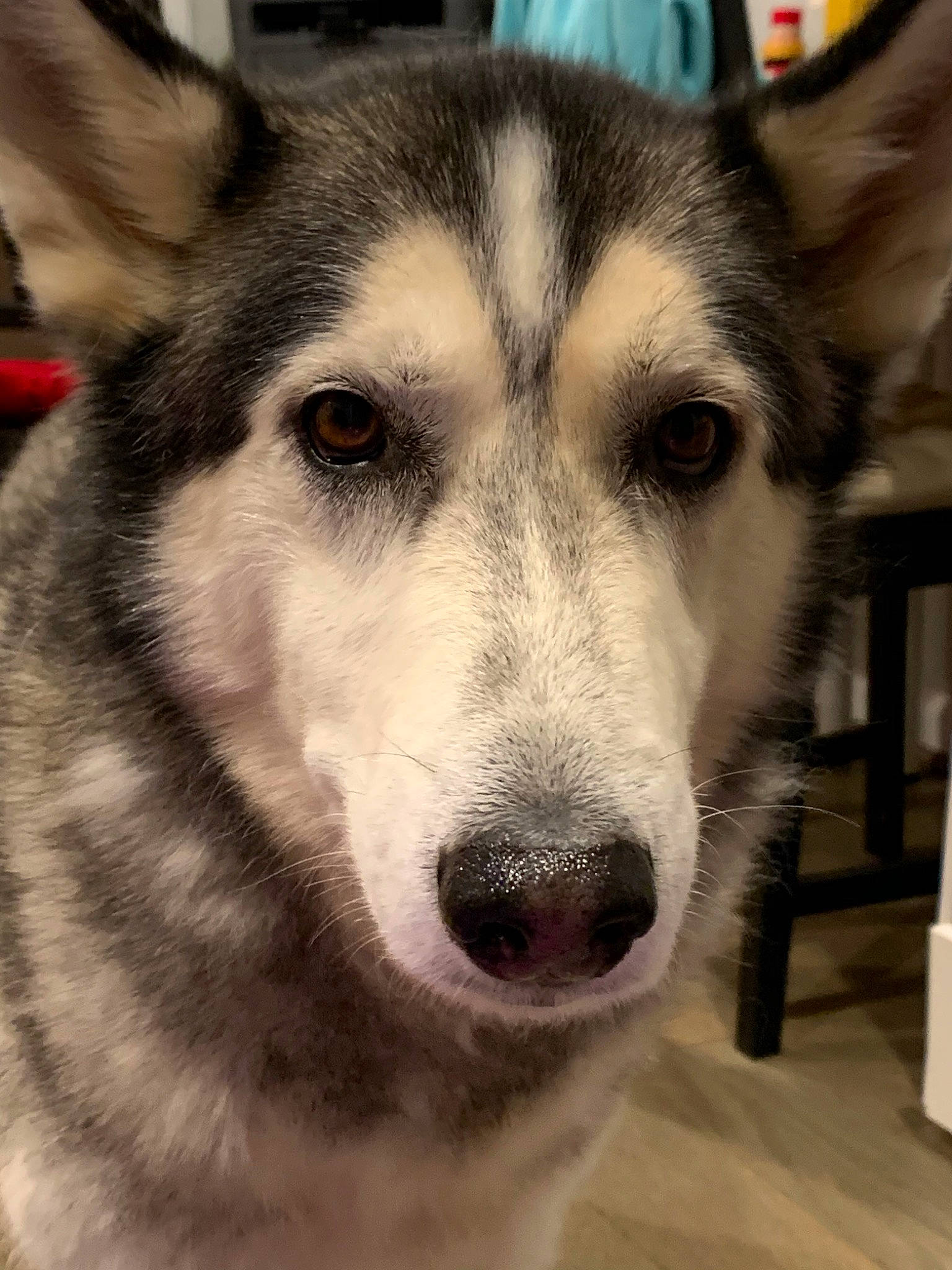 Wiley joined the competition — help win amazing prizes! alaskan_malamute, canadian_eskimo_dog, canidae, carnivore, czechoslovakian_wolfdog, dog, dog_breed, greenland_dog, mammal, native_american_indian_dog, northern_inuit_dog, nose, saarloos_wolfdog, sakhalin_husky, siberian_husky, sled_dog, snout, tamaskan_dog, vertebrate, wolfdog