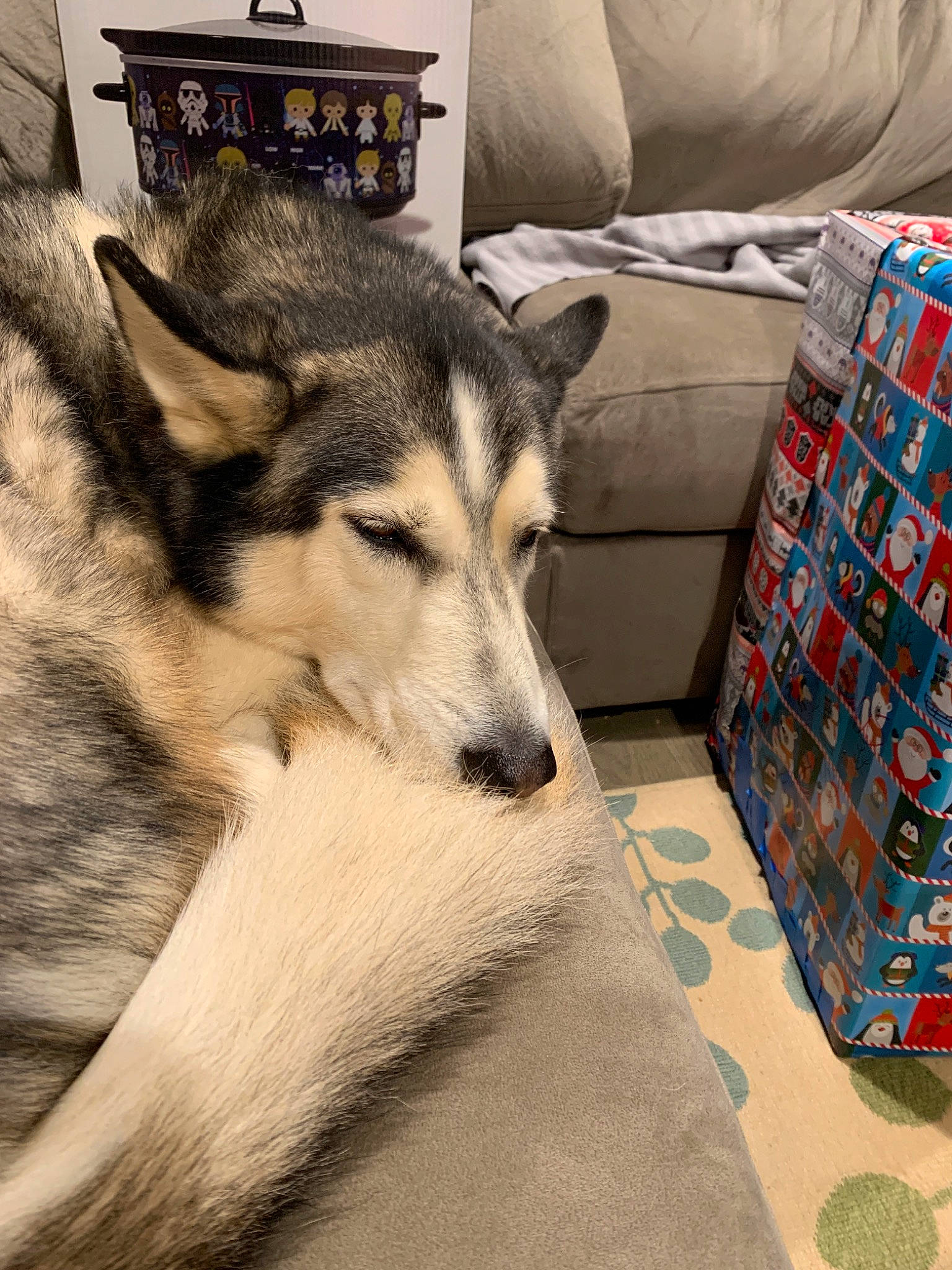 Wiley joined the competition — help win amazing prizes! alaskan_malamute, canadian_eskimo_dog, canidae, carnivore, dog, dog_breed, east_siberian_laika, mammal, native_american_indian_dog, northern_inuit_dog, saarloos_wolfdog, sakhalin_husky, seppala_siberian_sleddog, siberian_husky, sled_dog, snout, tamaskan_dog, vertebrate, wolfdog, working_dog