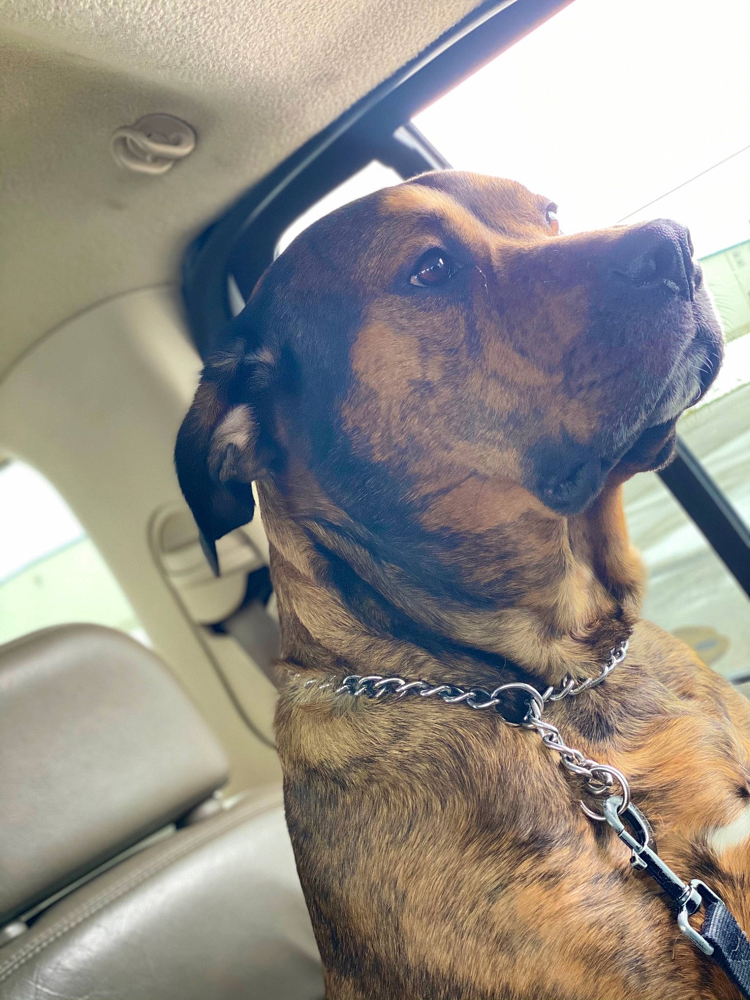 Saige joined the competition — help win amazing prizes! automotive_mirror, canidae, car, carnivore, collar, companion_dog, dog, dog_breed, dog_collar, ear, fawn, liver, pet_supply, snout, sporting_group, vehicle, vehicle_door, whiskers, windshield, working_animal