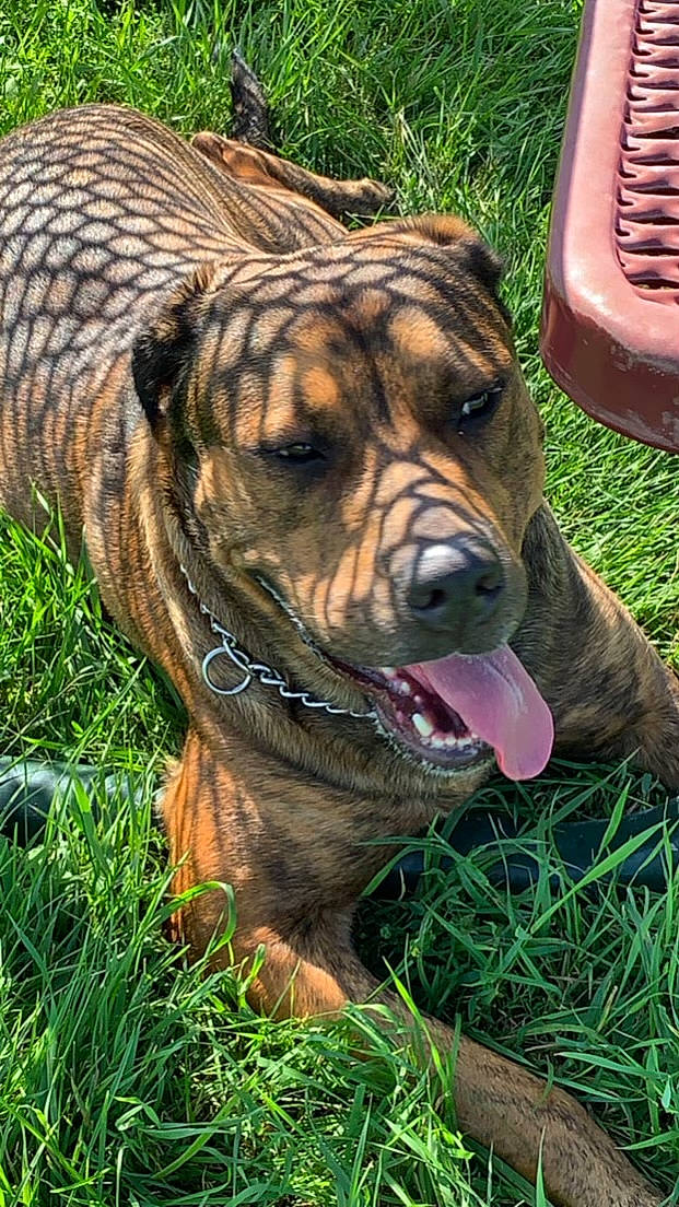 Saige joined the competition — help win amazing prizes! canidae, carnivore, collar, companion_dog, dog, dog_breed, fawn, fur, grass, guard_dog, liver, plant, shar_pei, snout, sporting_group, terrestrial_animal, whiskers, wildlife, working_dog, wrinkle
