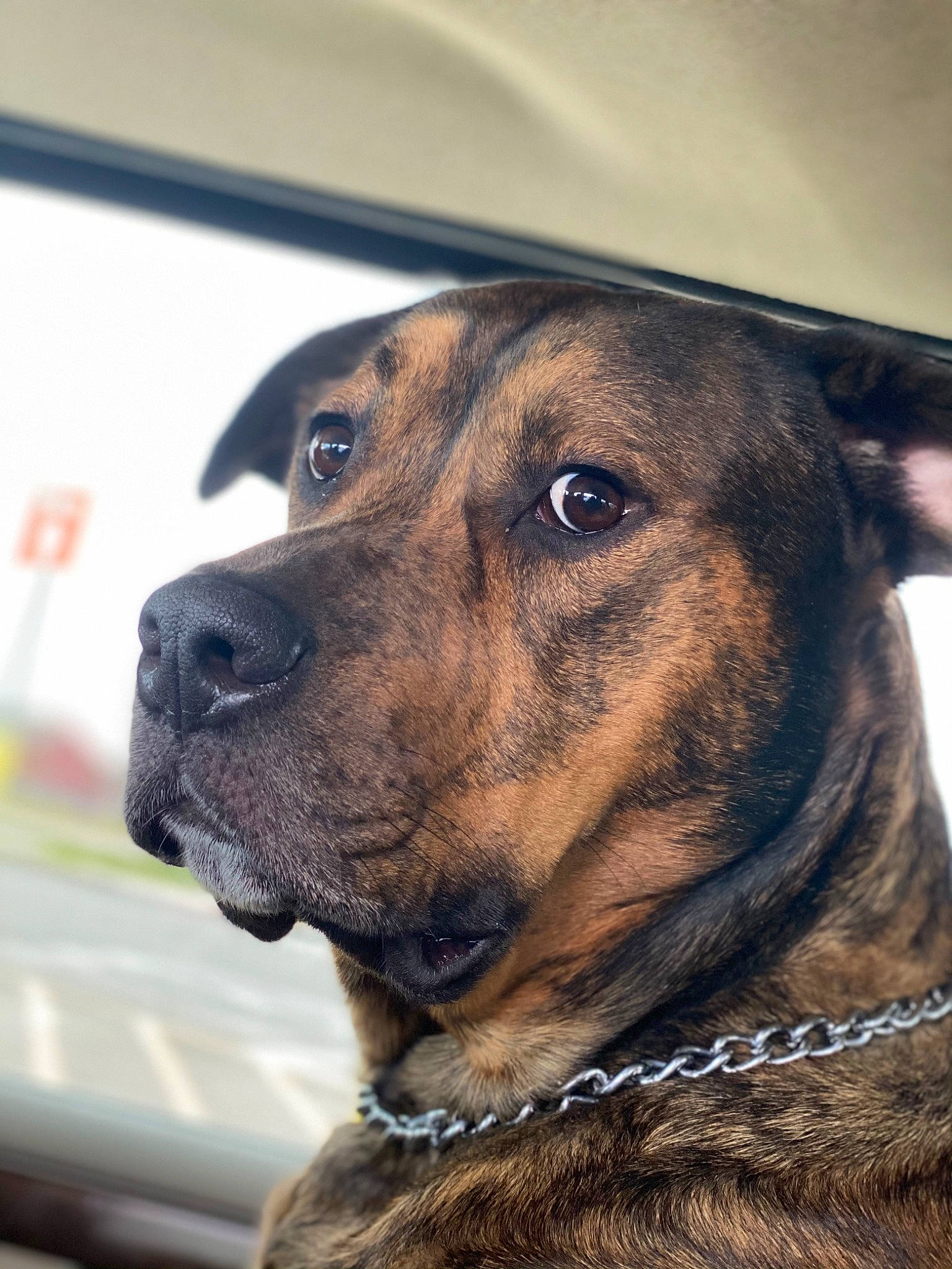 Saige is registered to the contest to win money with this photo: canidae, carnivore, collar, companion_dog, dog, dog_breed, dog_collar, fawn, fur, guard_dog, leash, liver, metal, pet_supply, snout, sporting_group, street_fashion, whiskers, working_animal, working_dog