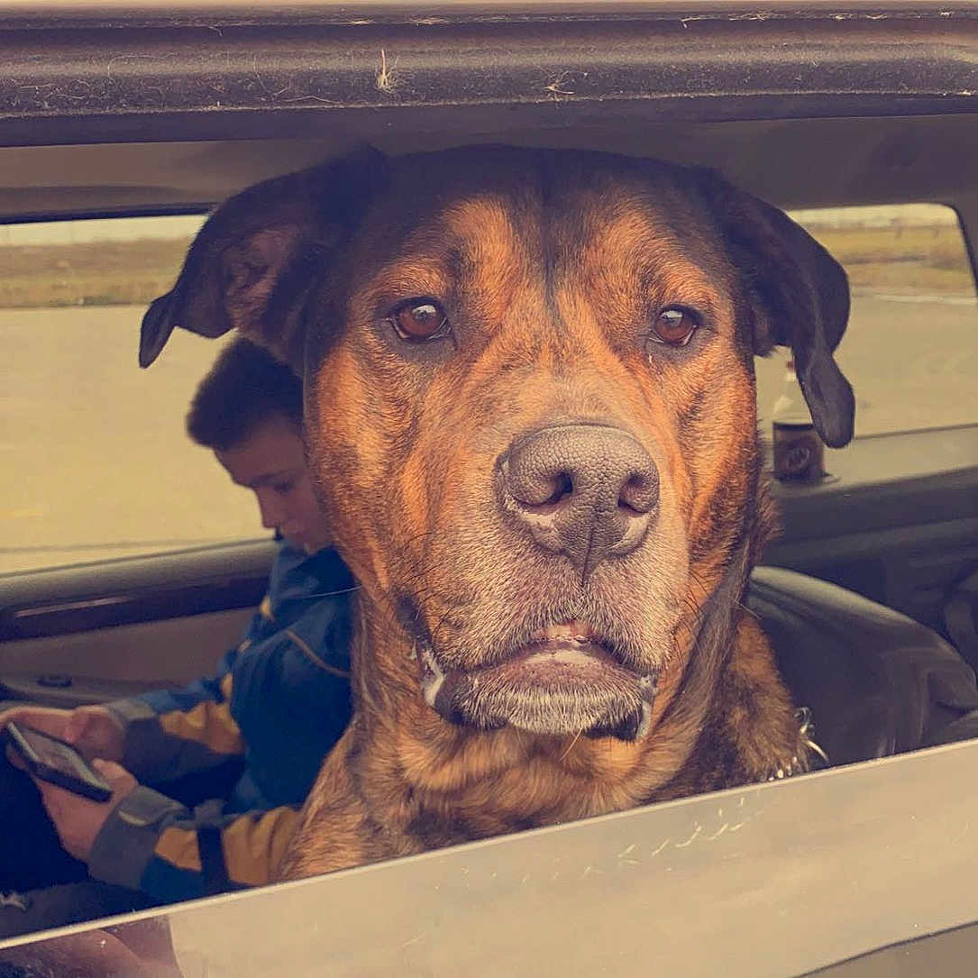 Saige joined the competition — help win amazing prizes! automotive_exterior, automotive_lighting, canidae, carnivore, companion_dog, dog, dog_breed, eye, fawn, fur, hood, metal, motor_vehicle, snout, sporting_group, tints_and_shades, vehicle_door, windshield, wood, working_animal