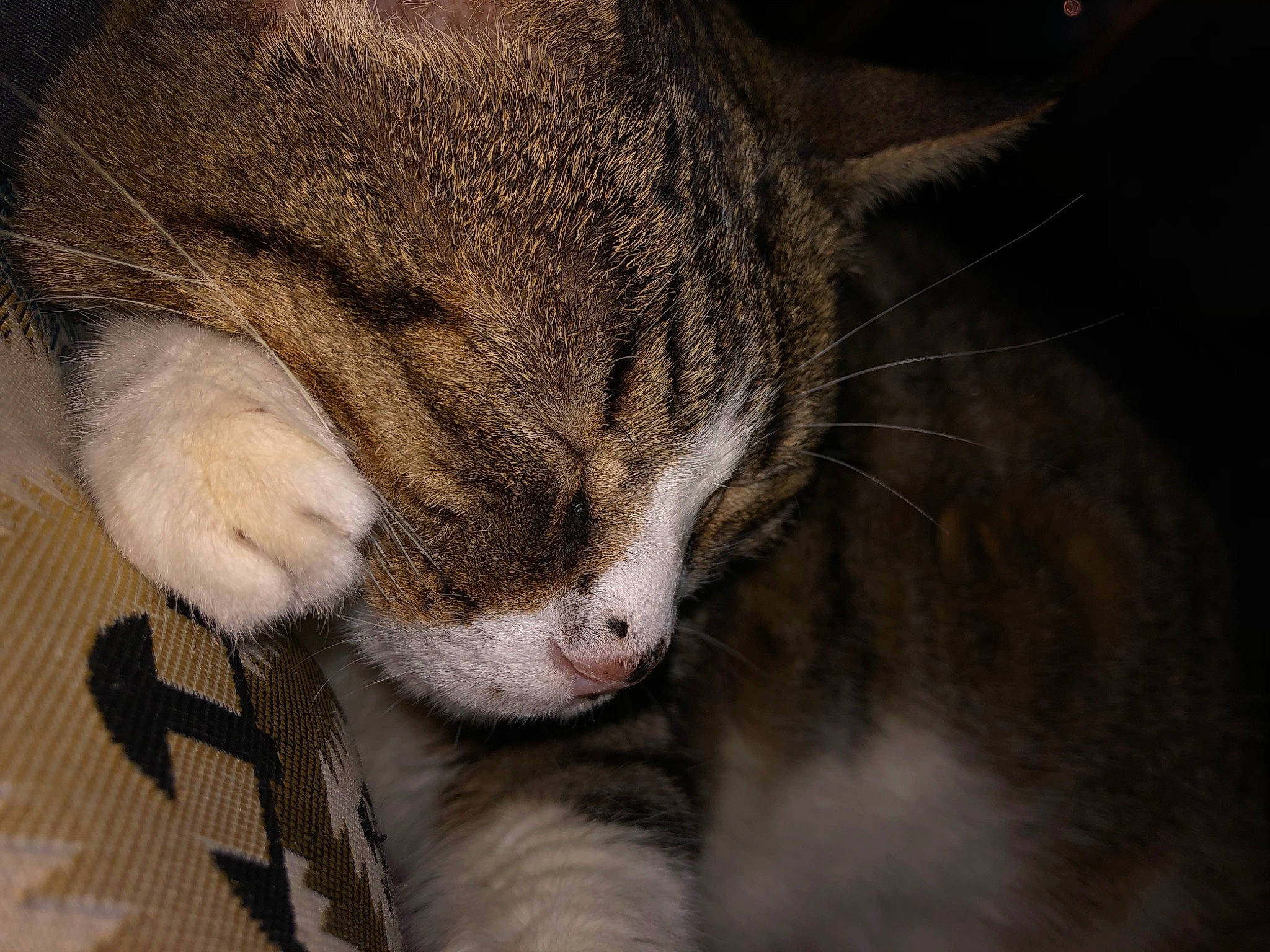 Fleur a rejoint le concours — aidez-le/la à gagner de superbes lots ! carnivore, cat, claw, comfort, domestic_short_haired_cat, ear, eye, felidae, fur, head, human_body, nap, paw, sleep, small_to_medium_sized_cats, tail, terrestrial_animal, whiskers