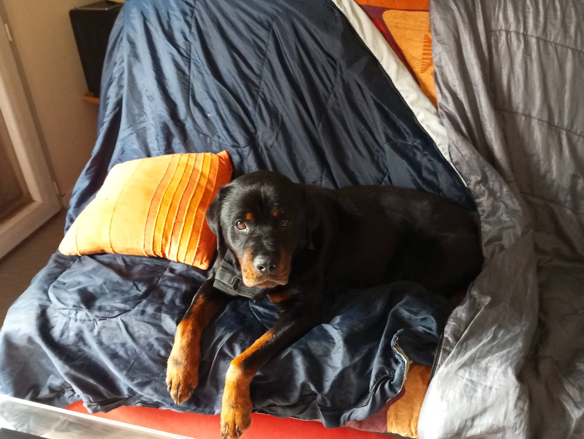 Oural a rejoint le concours — aidez-le/la à gagner de superbes lots ! bed, canidae, carnivore, comfort, companion_dog, couch, curtain, dog, dog_breed, fur, guard_dog, linens, orange, room, rottweiler, sporting_group, textile, working_dog