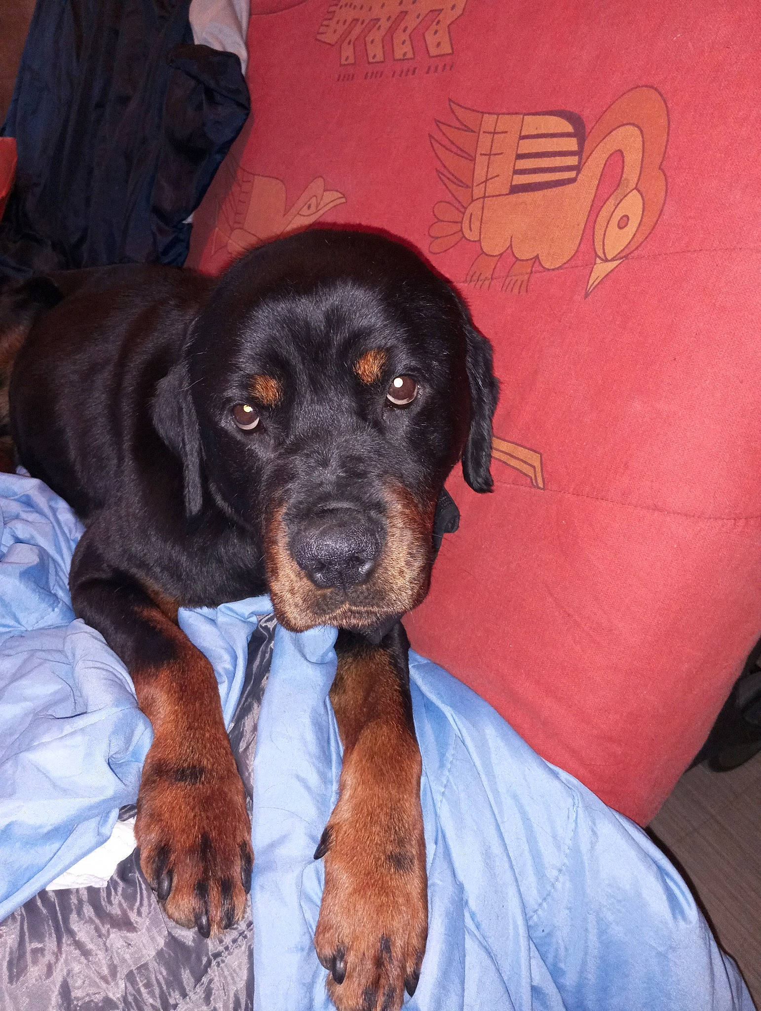 Oural a rejoint le concours — aidez-le/la à gagner de superbes lots ! canidae, carnivore, comfort, companion_dog, dog, dog_breed, dog_supply, fur, guard_dog, hunting_dog, liver, logo, puppy, snout, sporting_group, working_animal, working_dog